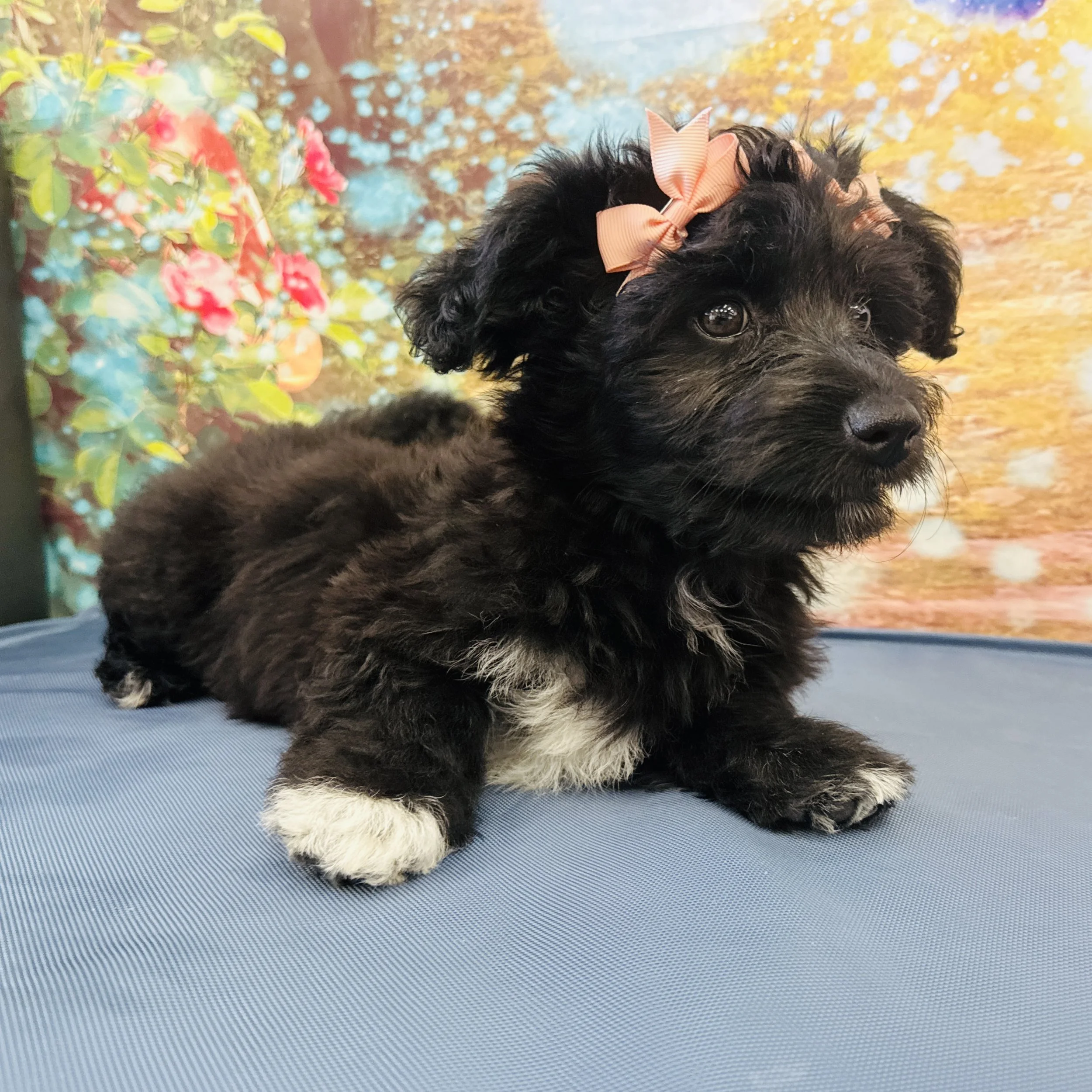 Corgidoodle  "Piper"  6lb  Female  DOB  3/30/2026