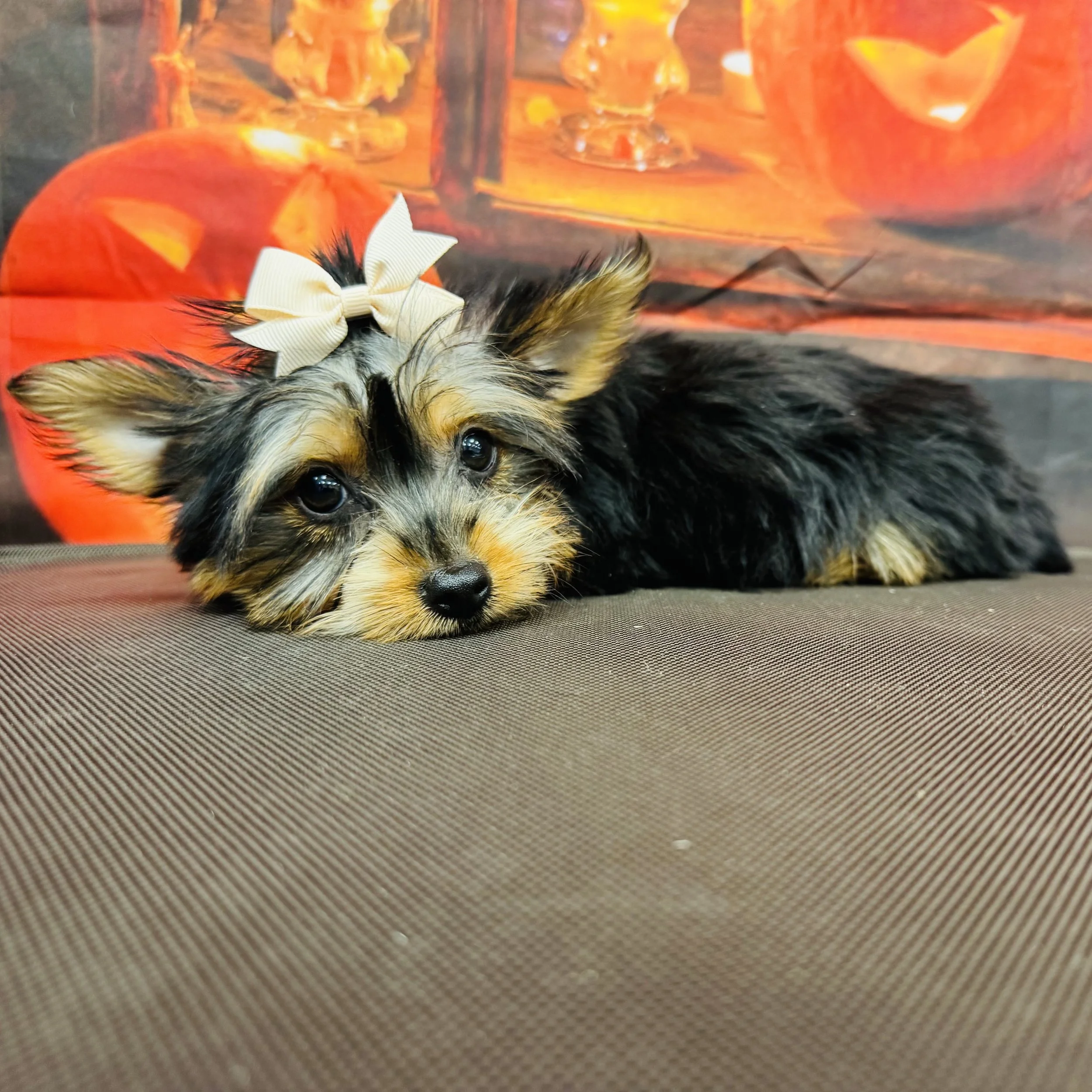 Silky  "Trinket"  2lb  Female  DOB  6/26/2026