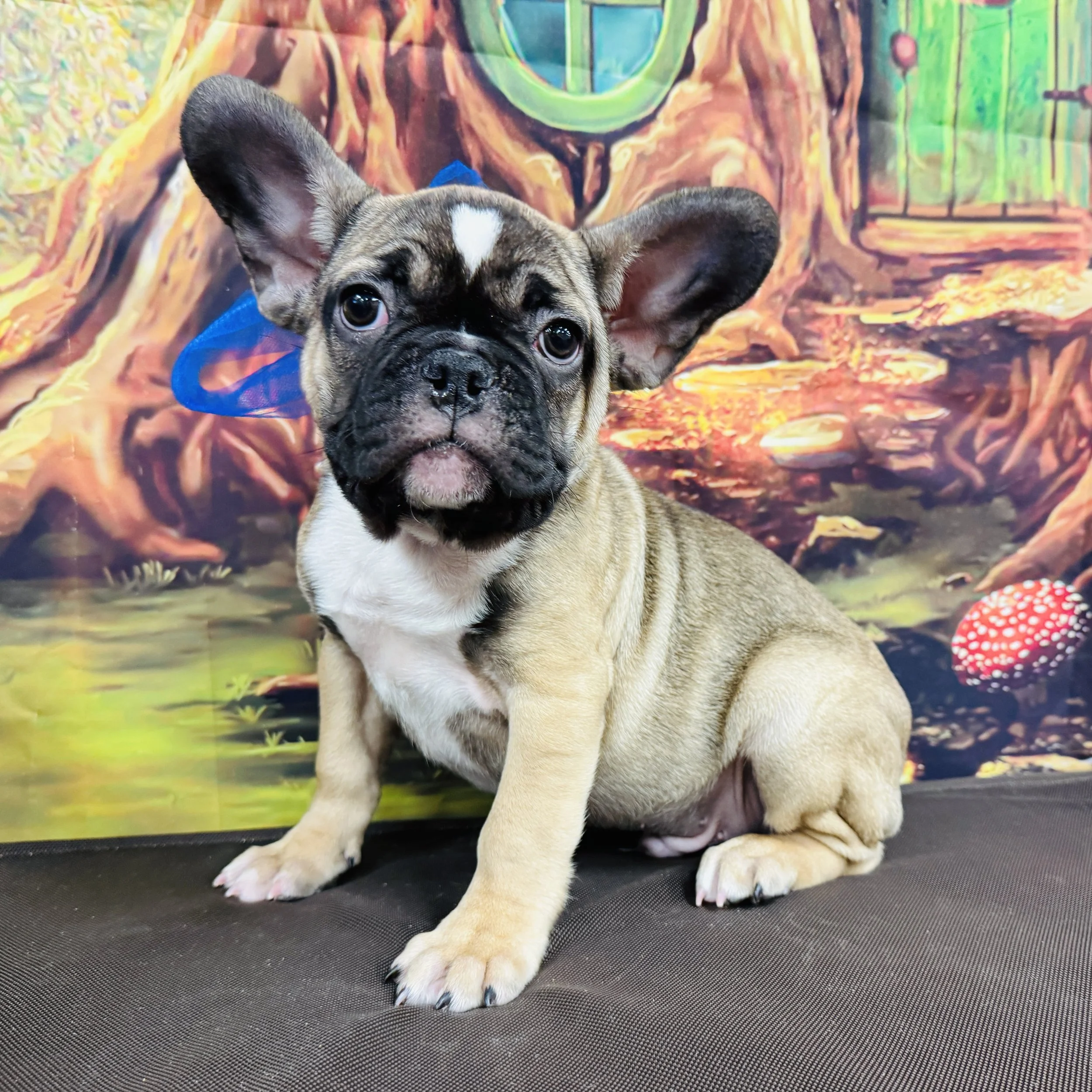 Frenchie  "Toothpick"  11lb  Male  DOB  12/12/2025