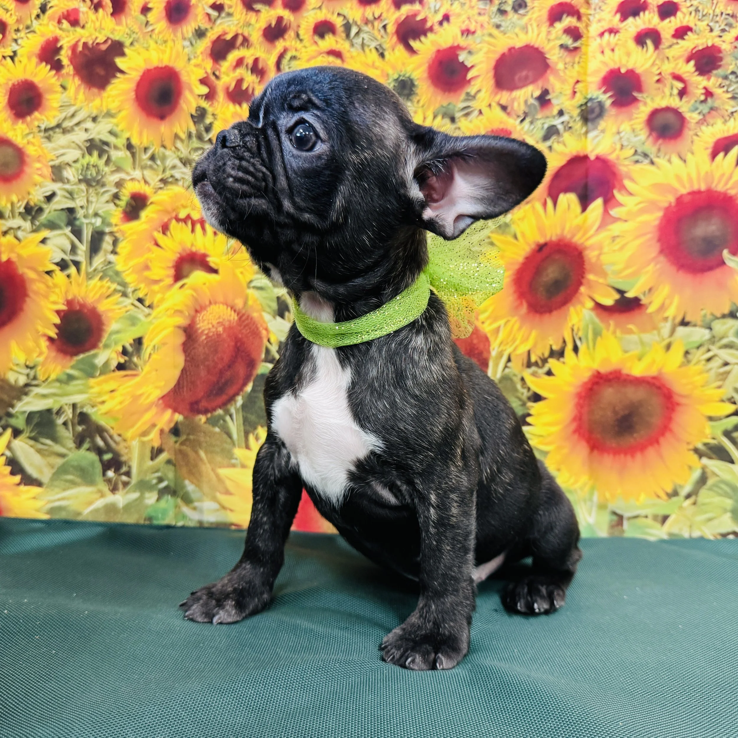 Frenchie "Gatsby" 4.5lb Male DOB 6/7/2025