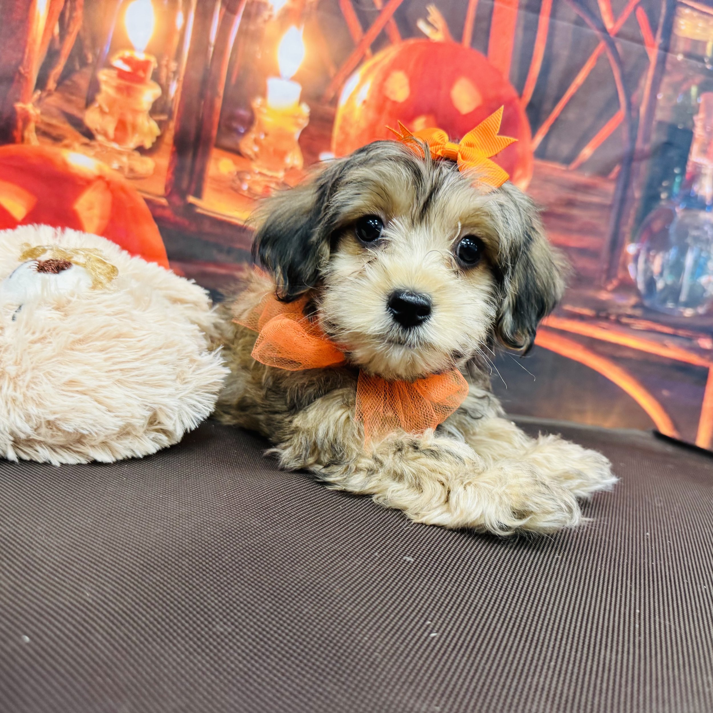 Yorkipoo  Toy   "Princess Pea"   3lb  Female  DOB  7/8/2026
