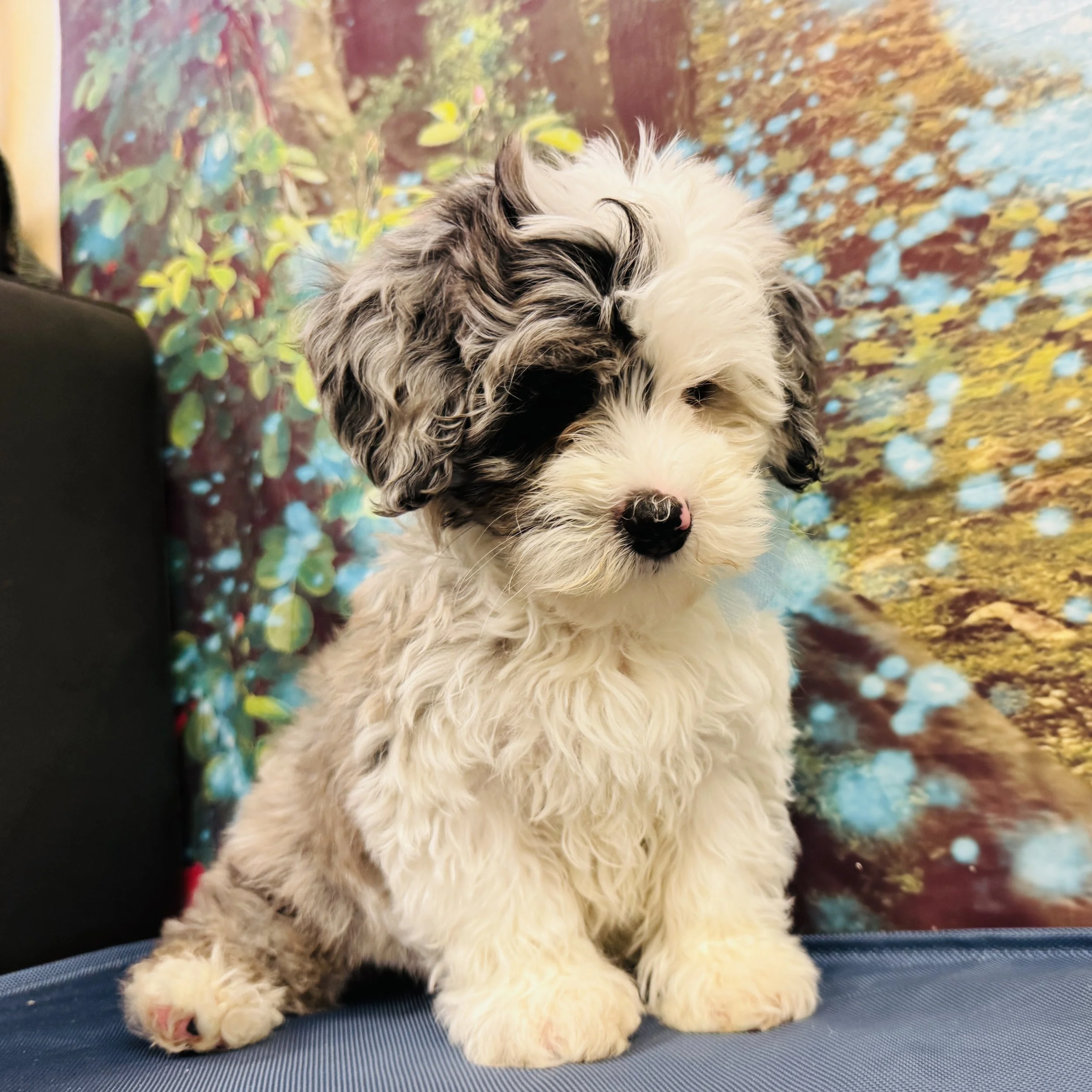 Mini Bernedoodle  "Dipper"  4lb  Male  DOB  2/23/2026