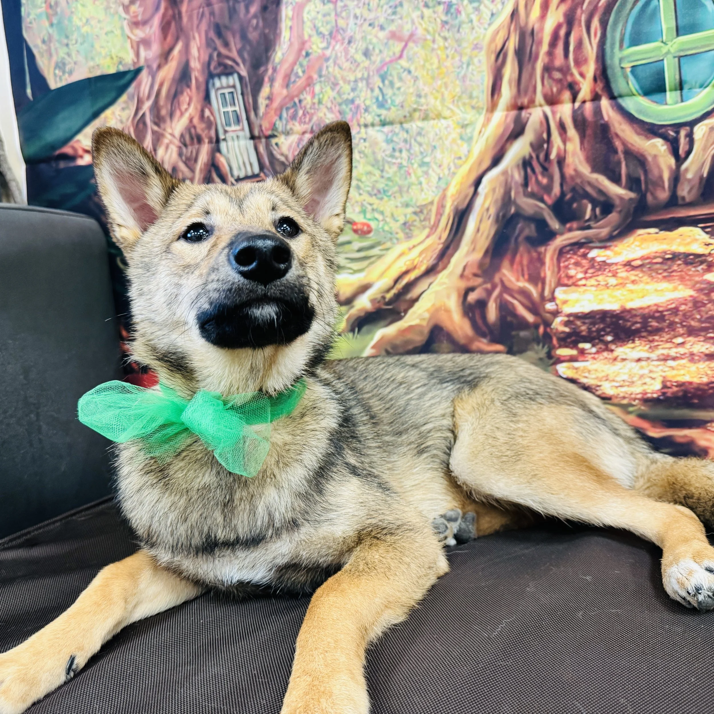 Shiba Inu  "Dante"  18lb  Male  DOB  7/30/2025