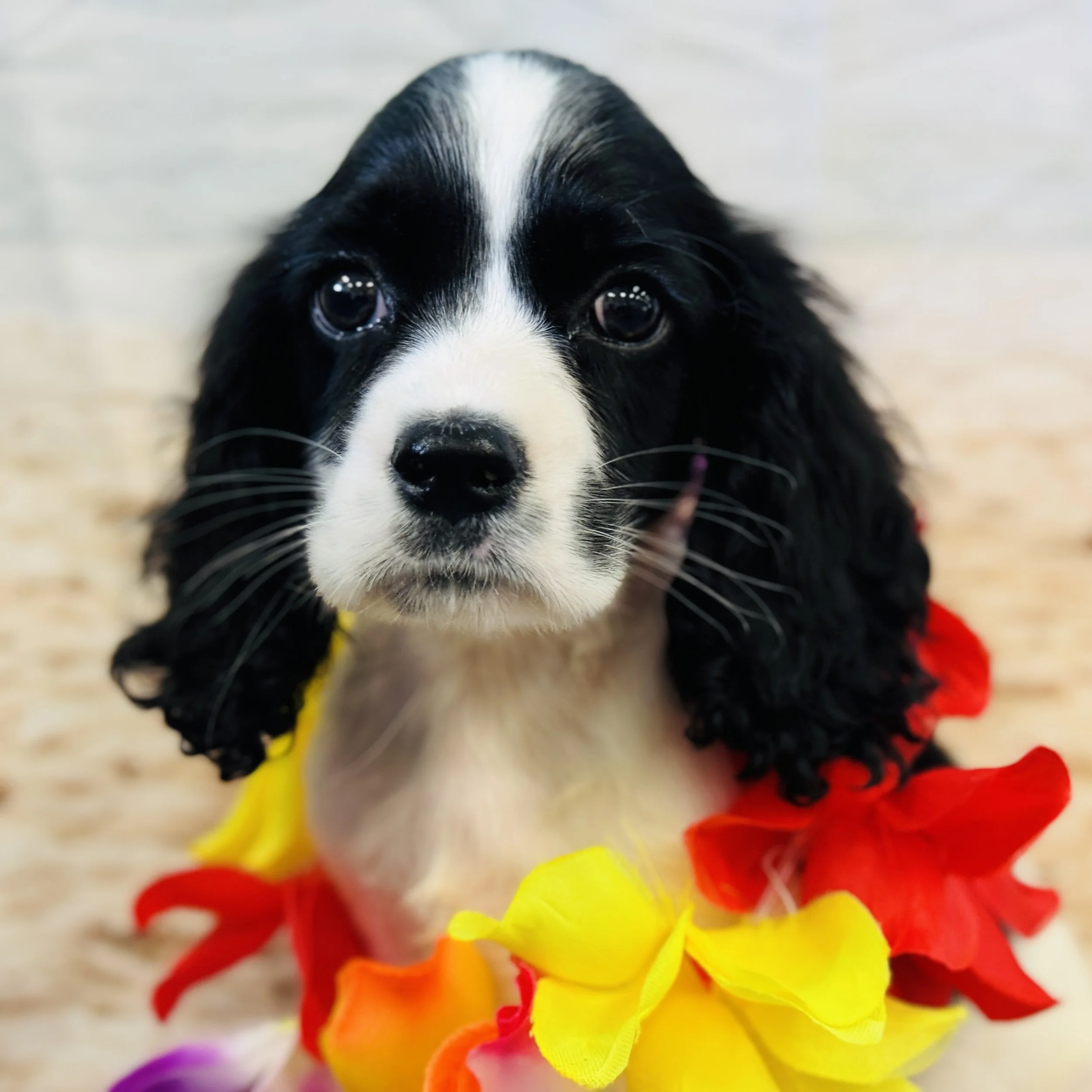 Cocker Spaniel "Atticus" 3.9lb Male DOB 5/3/2025