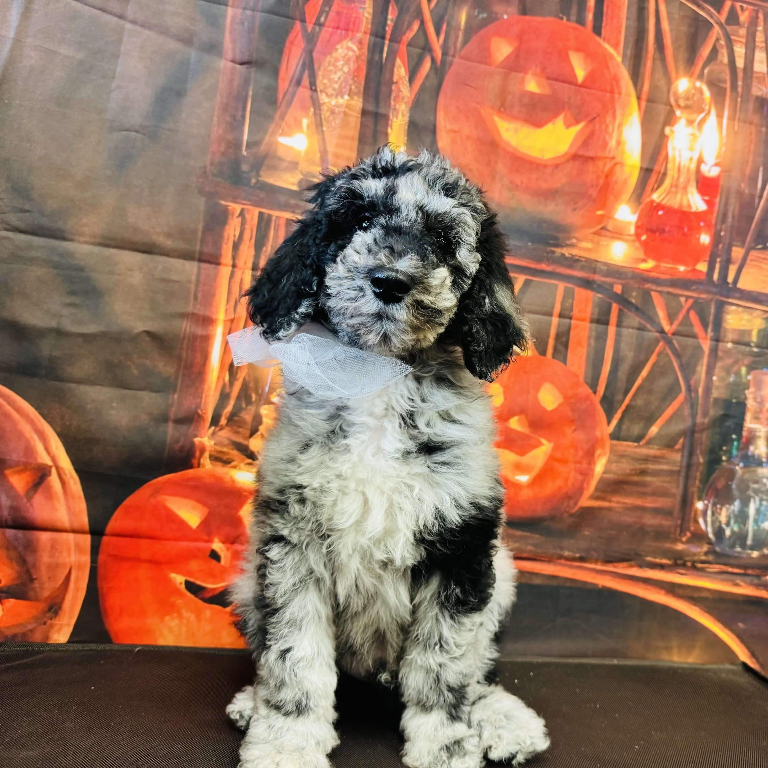 Poodle  Standard  "Booberry"  8lb  Male  DOB  7/9/2026