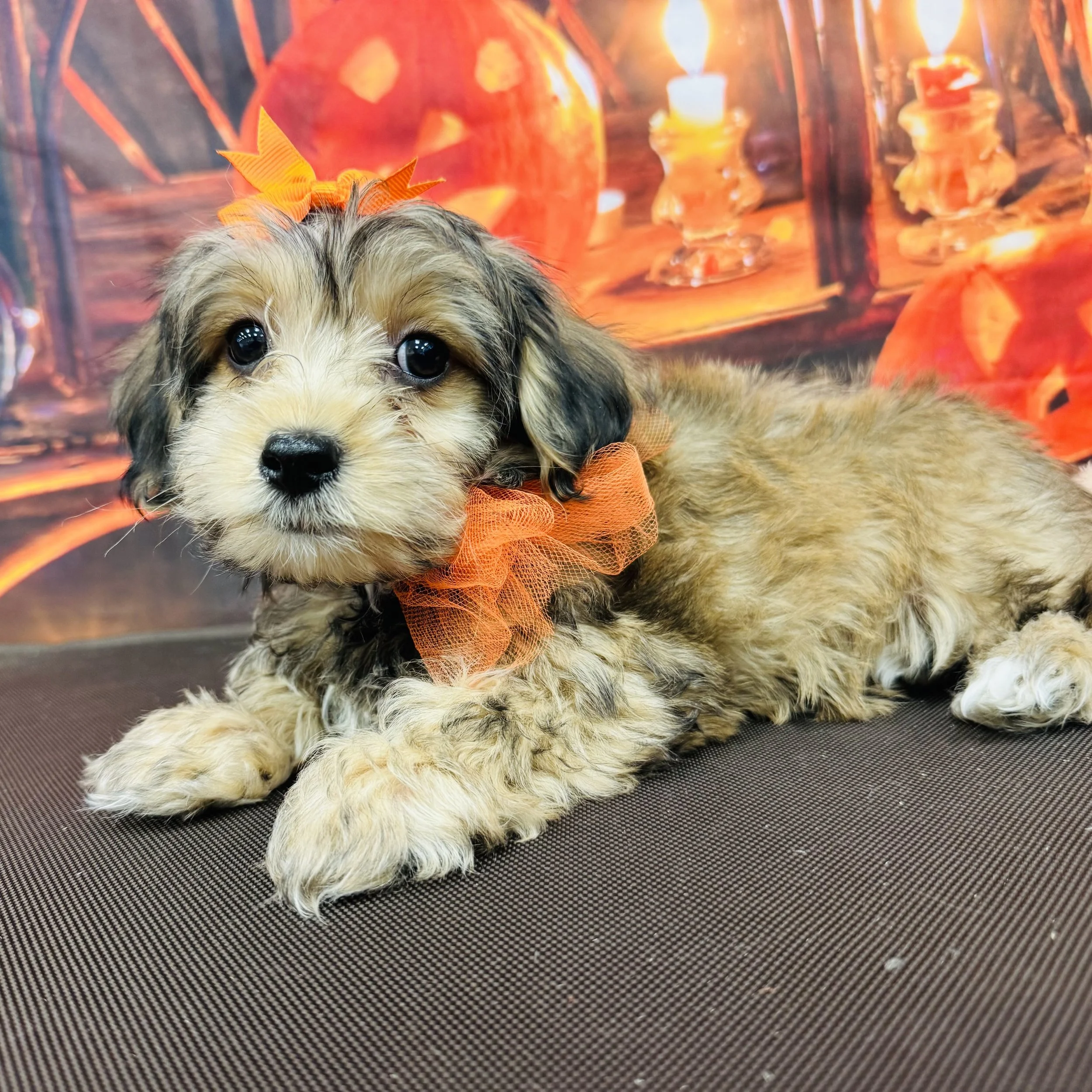 Yorkipoo  Toy   "Princess Pea"   3lb  Female  DOB  7/8/2026