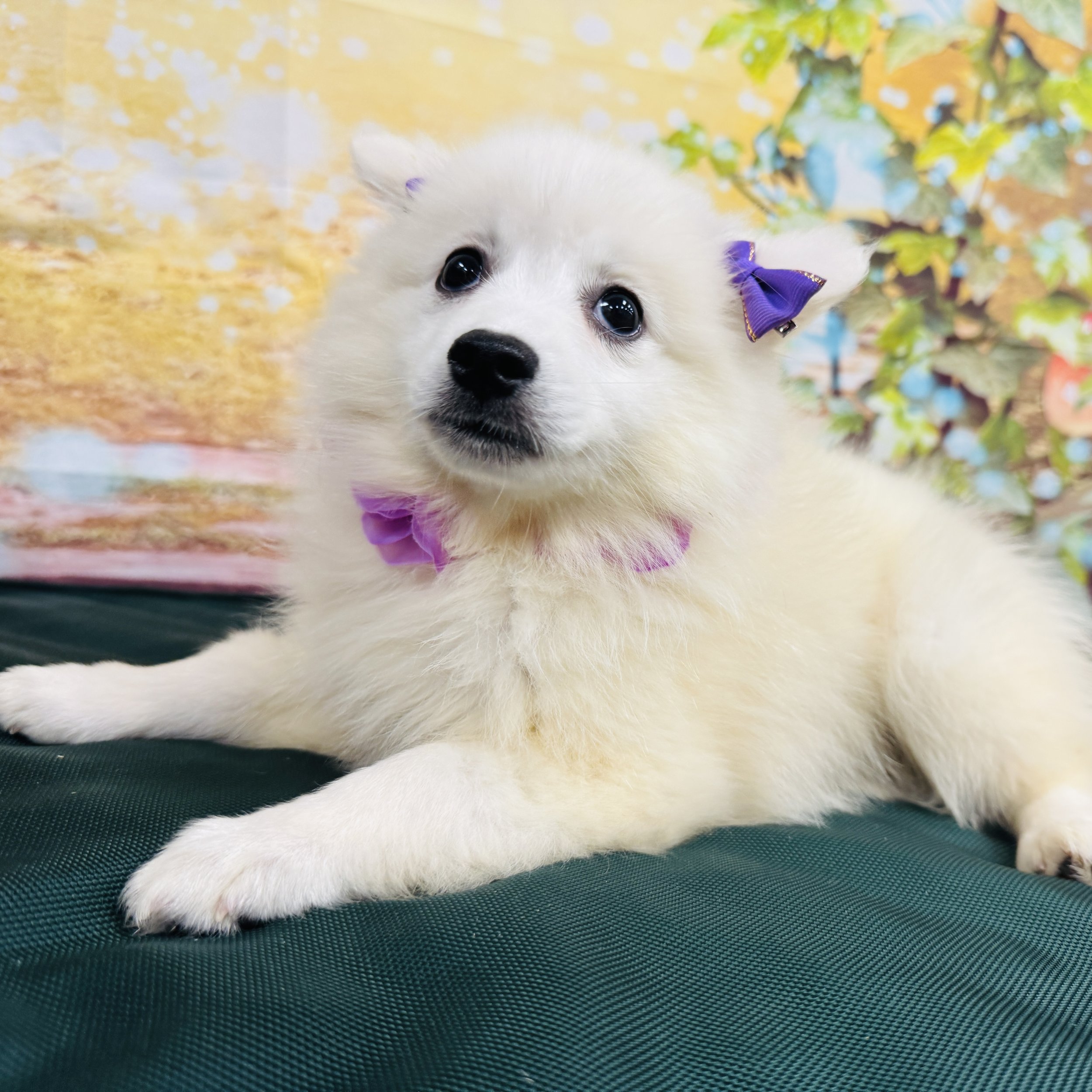 Mini American Eskimo "Adeline" 4.6lb Female DOB 4/13/2025