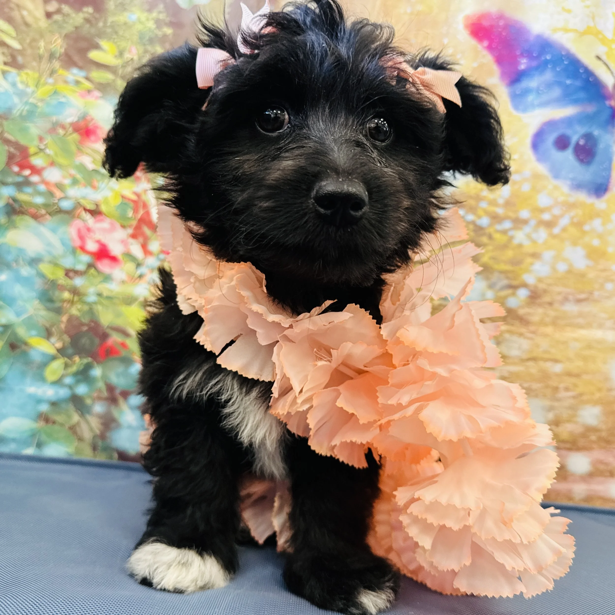 Corgidoodle  "Piper"  6lb  Female  DOB  3/30/2026