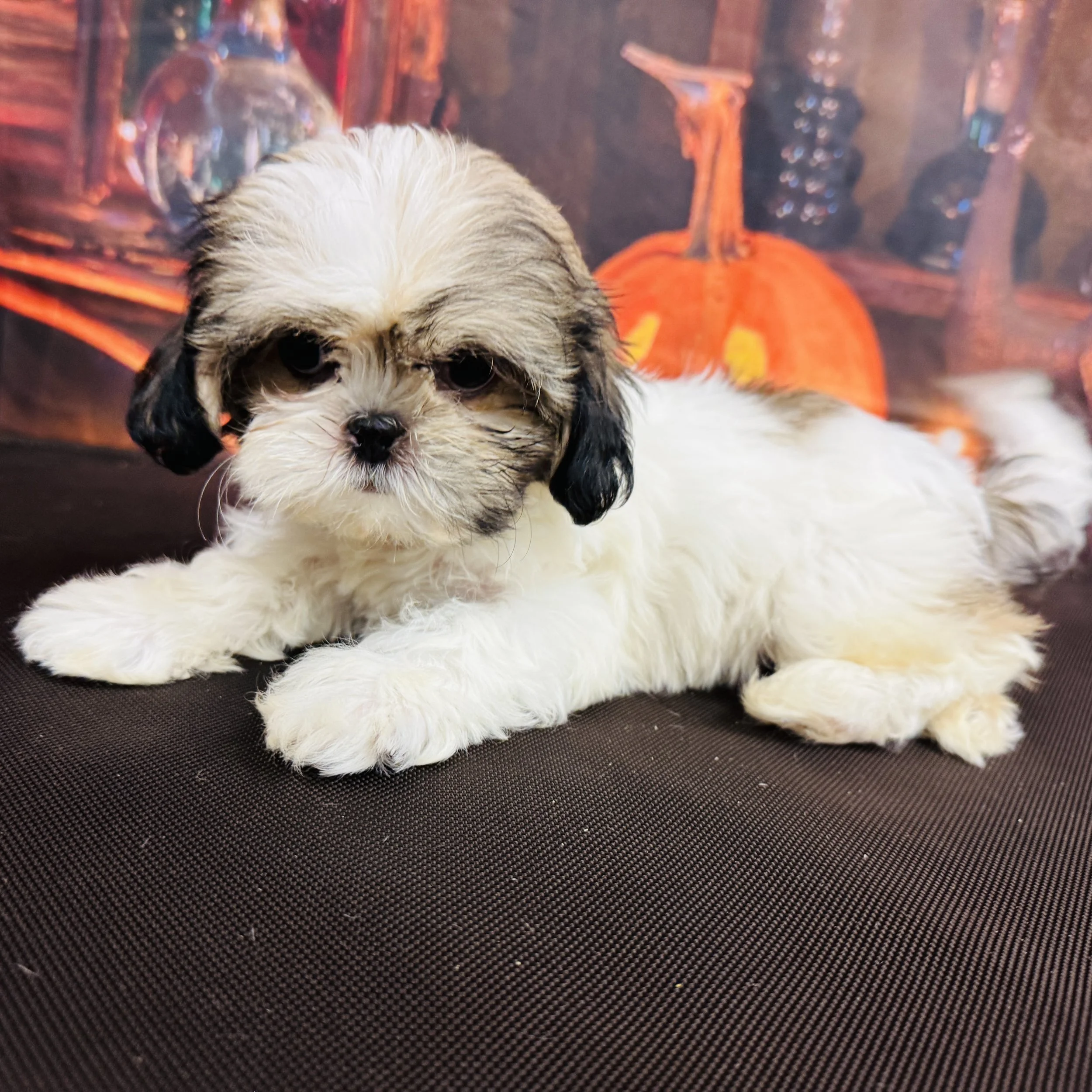 Shih Tzu "Viola" 2lb Female 8/7/2025
