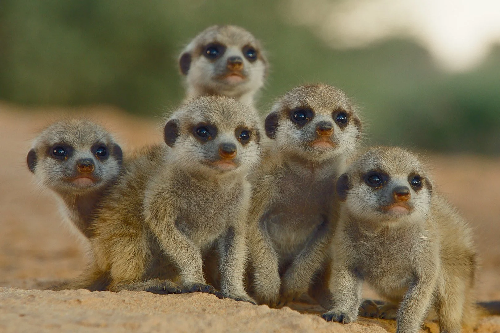 The_Secret_Lives_of_Animals_Photo_010202.jpg.photo_modal_show_home_large.jpg