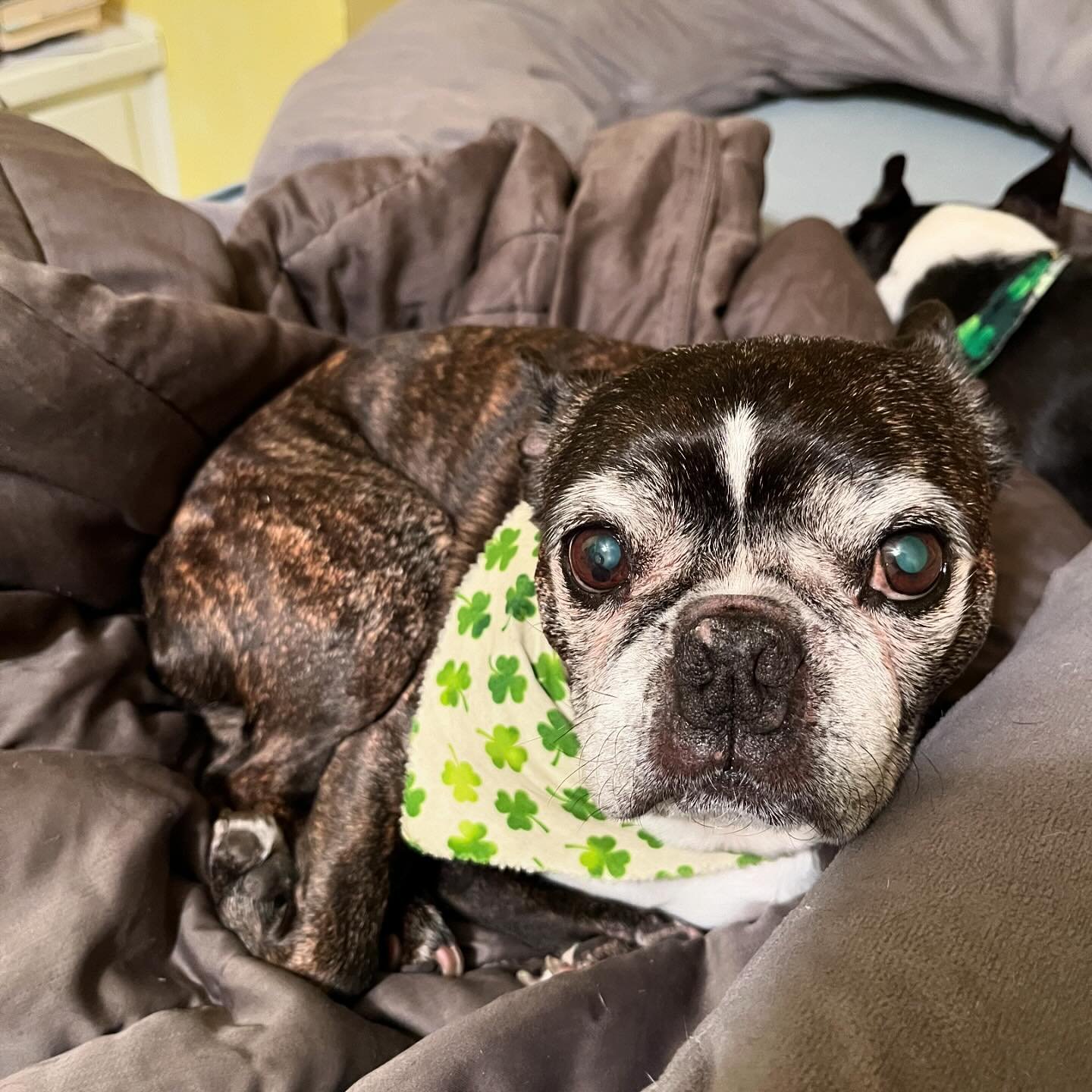 It&rsquo;s always #NationalPetDay around here because these two are in charge and they will not let us forget it! Also, we&rsquo;re totally ok with it because decision-fatigue plus fatigue-fatigue. 

One decision they can&rsquo;t seem to get through 