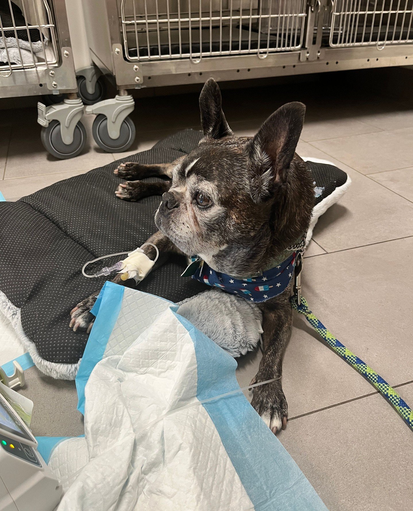 This precious sweet Portato had three seizures in just about 24 hours, so we returned to the ER last night. They did a few tests to rule out some things and got a &quot;loading dose&quot; of anti-seizure meds in him via IV. (See the third photo of Po
