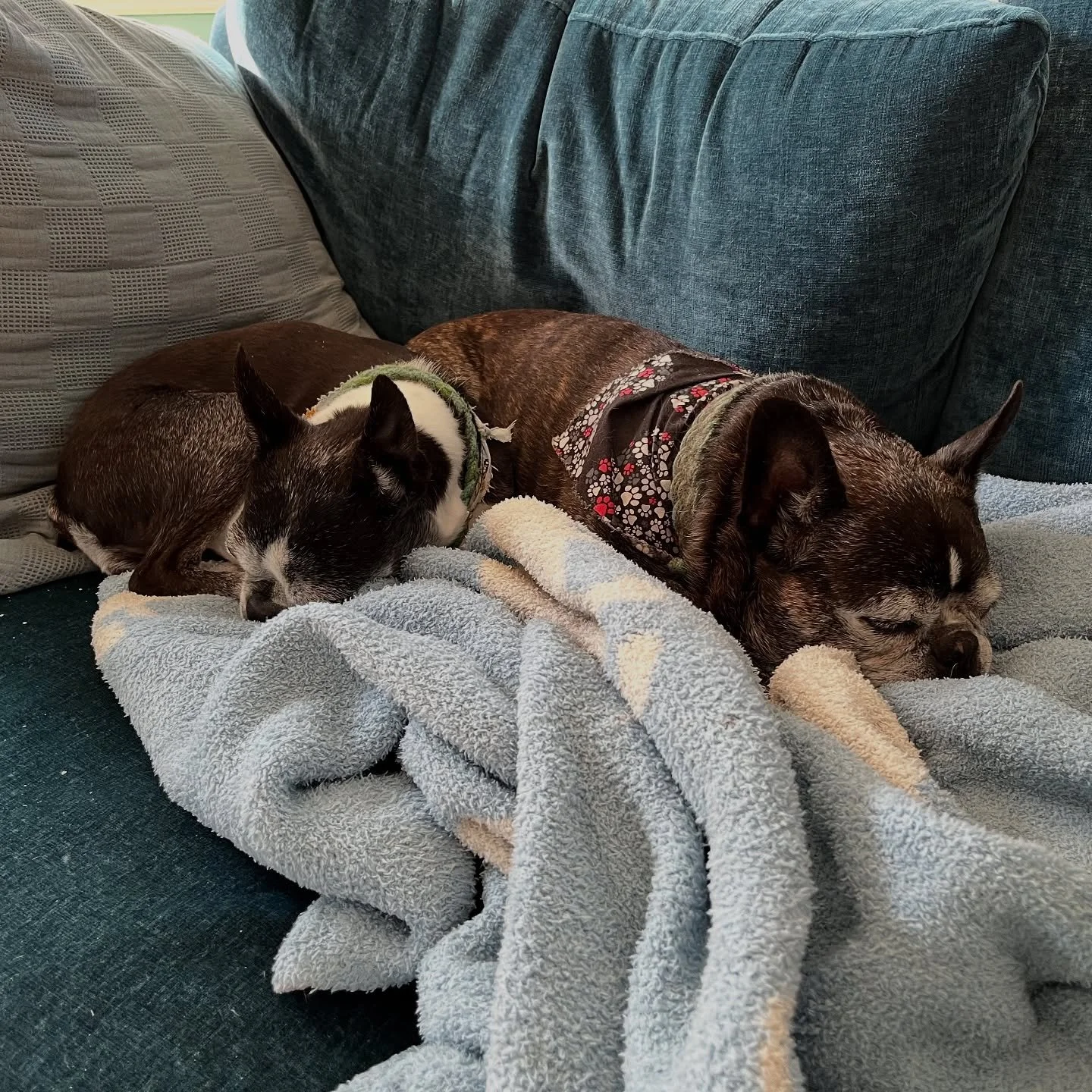 It&rsquo;s #NationalDogDay and we&rsquo;re so thrilled our senior sweethearts are still here with us running our lives for us. 
And this week we have a bonus dog in Buddy Bear while @mirandaoutside and @hollenbarmer bop around NYC bit. Buddy is a bel