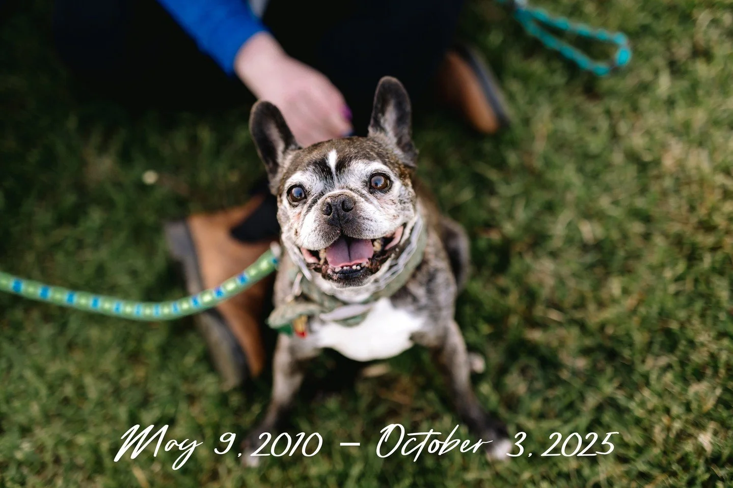 With the heaviest of hearts, we are side-stepping our 13th business anniversary plans to honor that Porter McGinnis Laffey Shaulis AKA Portato, Bubb, Budderbutt, Mr Chicken Legs, Bubba Wubba, Mr Mr, Softball head, Shmoopaloopus, Boobopatoo, Rumpumpit