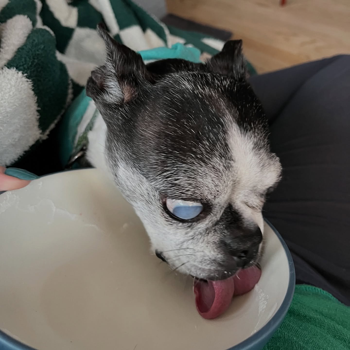 This beaner babe has eagerly taken up the role of yogurt bowl polisher in brother&rsquo;s absence.