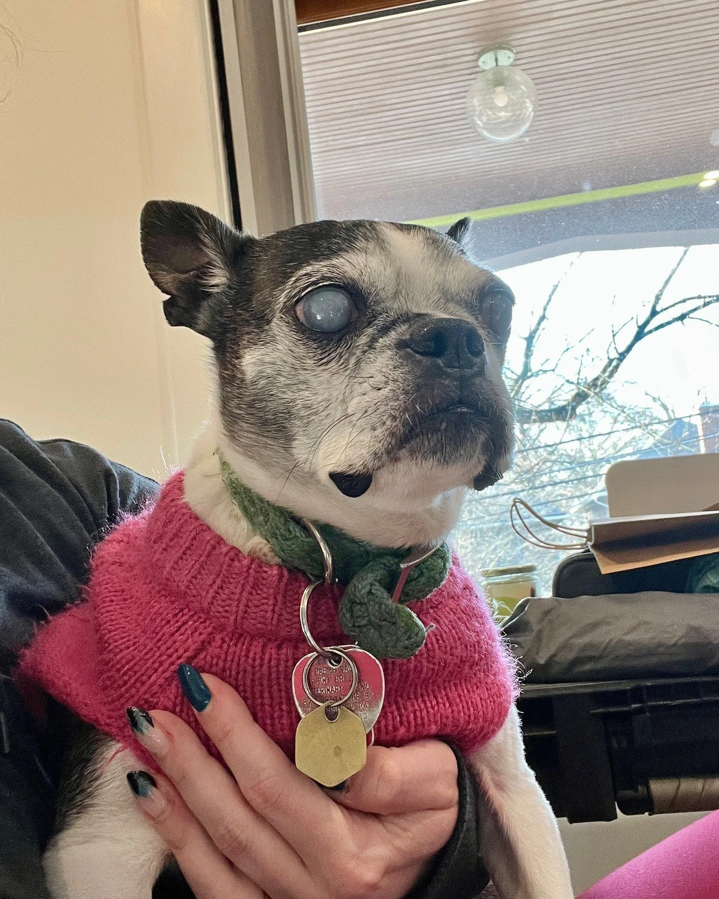 Happy Friday hoomans! Stay safe and warm this weekend. Wear your cute sweater like me and avoid the 🧊 (all kinds.) 

#PorterLoves #JeanieBean #Snowmageddon #SweaterWeather
