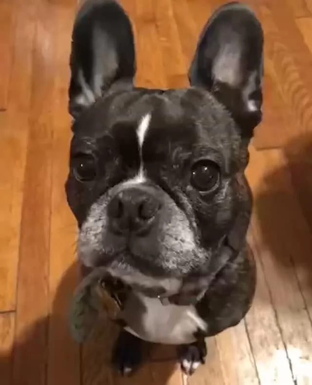 It's been nearly 4 months without Porter, and it sucks. ⁠
⁠
We don't really harbor illusions that it will ever not suck. ⁠
⁠
But goodness, we miss him and his amazing head tilt.