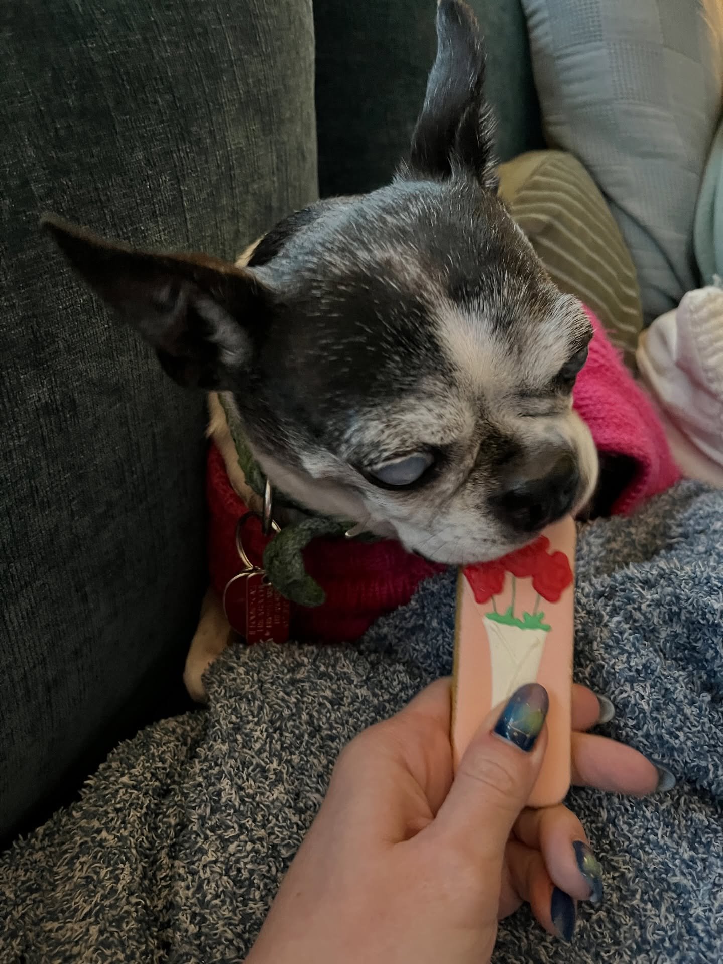 Happy #ValentinesDay from this little sweetie who just enjoyed her last yummy Vday advent calendar countdown treat! Cronch cronch. Thank you @wagboards! 

#PorterLoves #PorterLovesJeanie #BostonTerrierLove