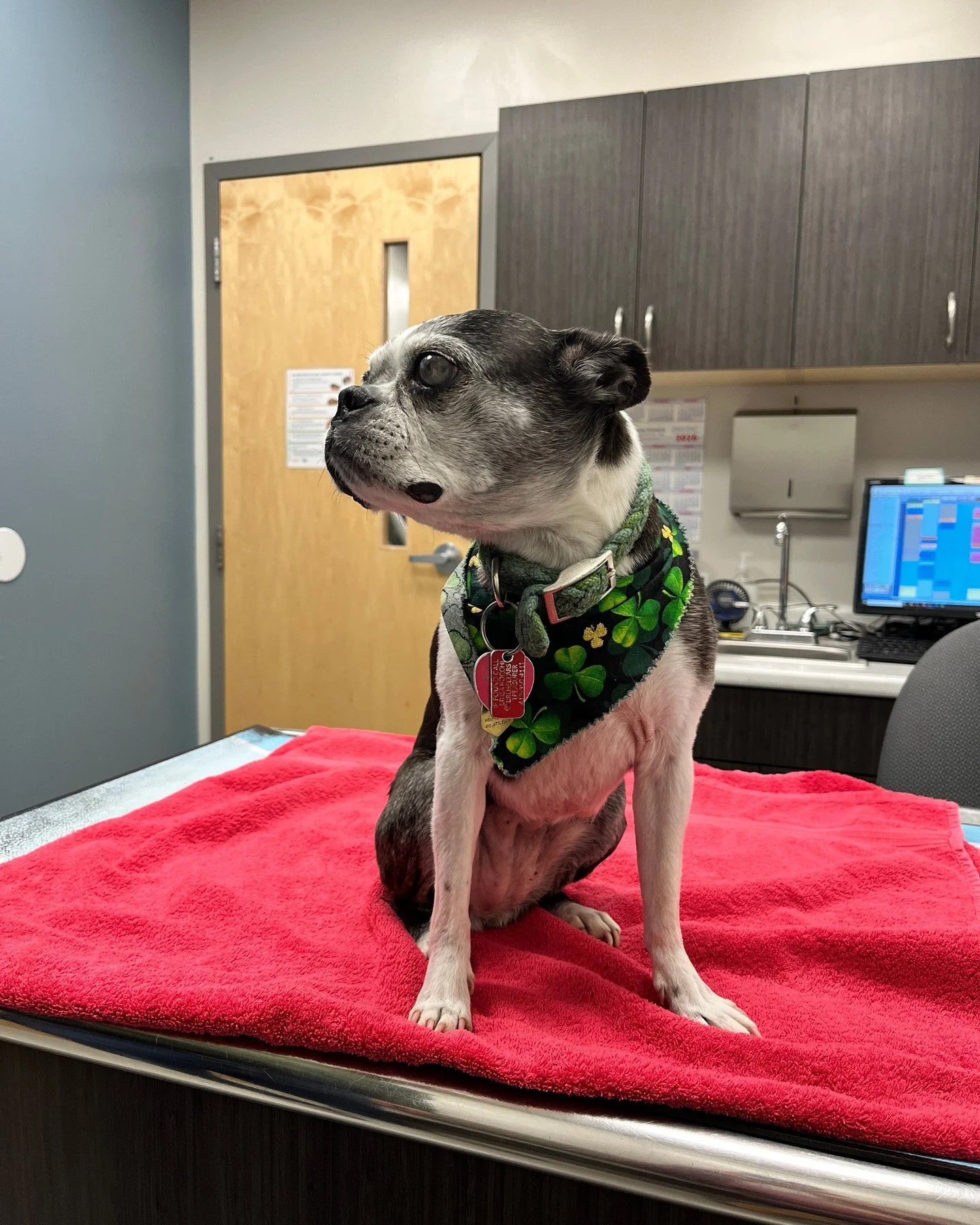 The last couple of weeks can-we-call-this-something-other-than-a-photo-dump photo dump:⁠
⁠
1️⃣ Perfect senior princess Jeanie Bean at her vet checkup @pointbreezevet⁠
⁠
2️⃣+3️⃣ Behind the scenes documenting the @cmuschoolofart MFA thesis exhibition @