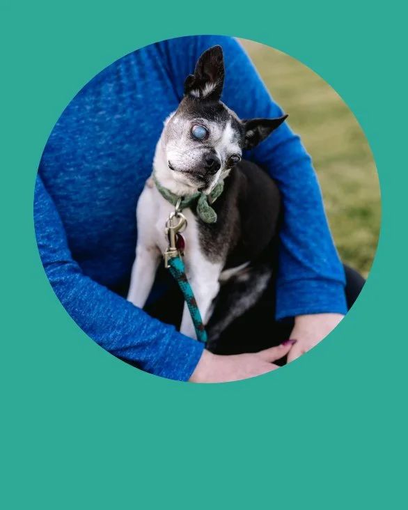HAPPY BIRTHDAY TEENY WEENY JEANIE BEANIE BABY!⁠
⁠
In honor of the perfect princess&rsquo; 👑 14th birthday and her first birthday celebrating solo 😭 (Portato would have been 16 today), we bring you this little compendium of Jeanie&rsquo;s Corner fro