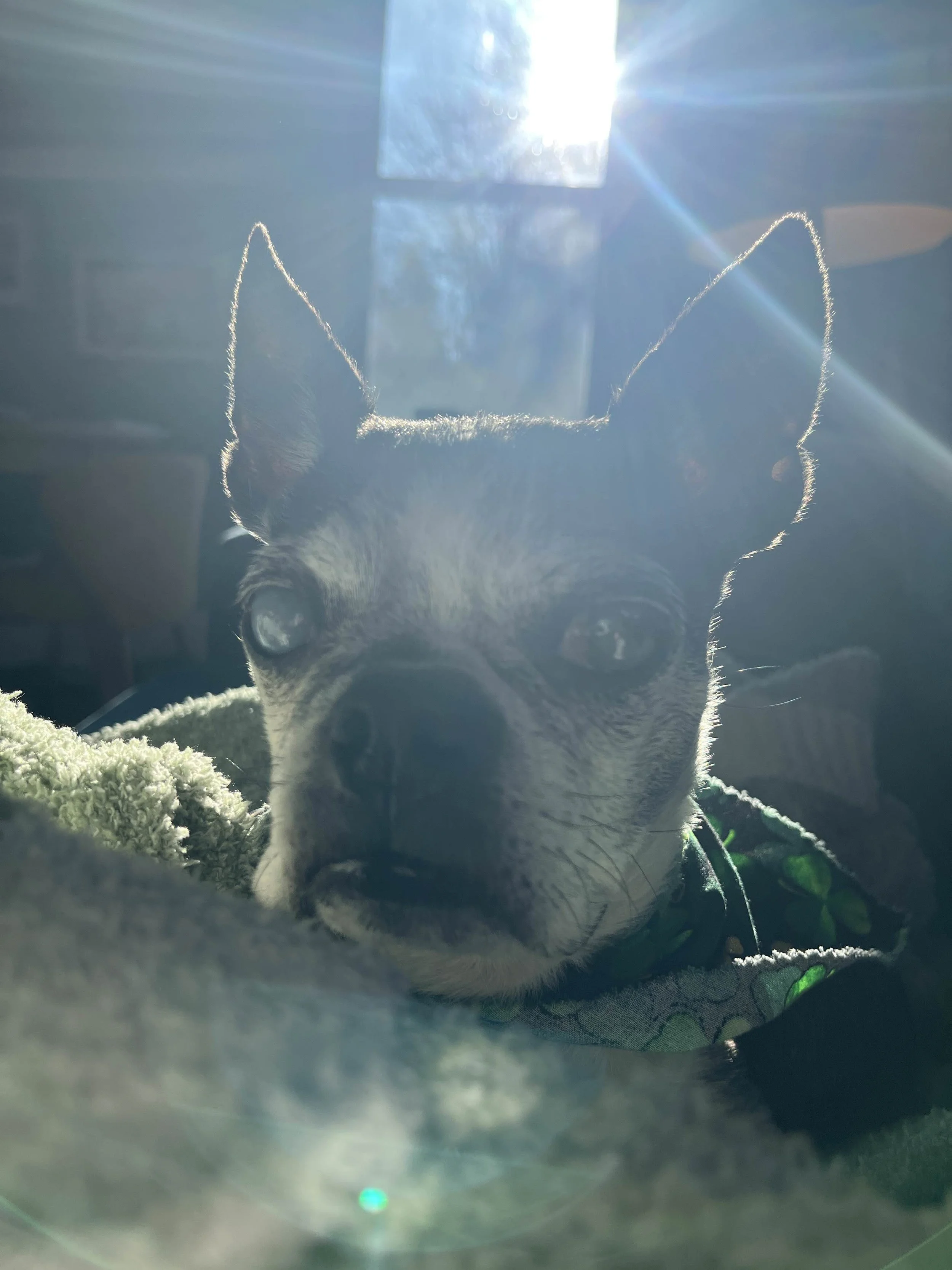 Jeanie Beanie_014.jpeg