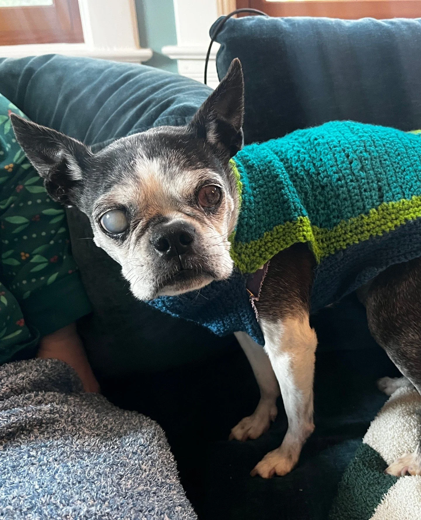 Jeanie has been getting lots of compliments on her new mom-made crochet sweater, so she decided it was time to make it internet official. ⁠
⁠
In other news, she is NOT a fan of leaf piles 🍂. She took a couple of steps into one yesterday and said nop