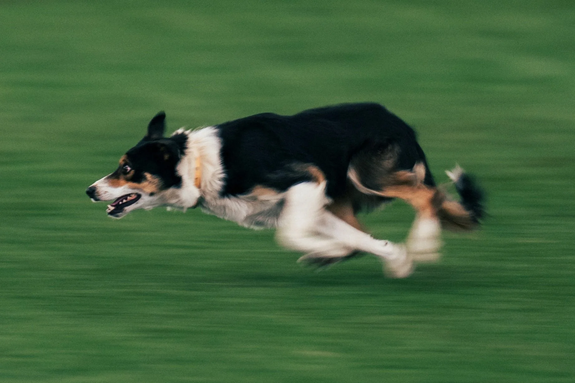 sheep dog trials-2.jpg