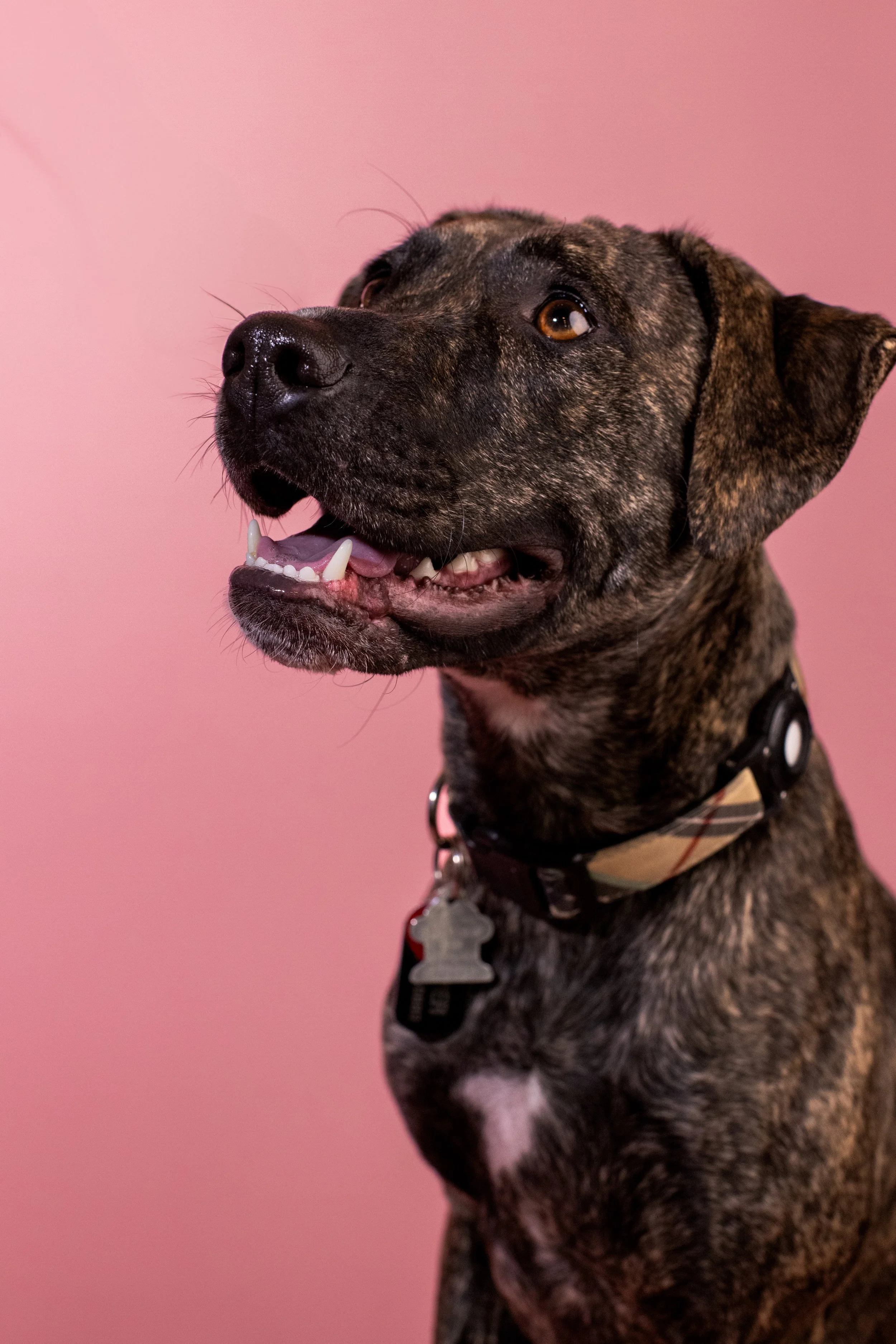 2025.02.23_A Place for Ace_Valentines-21.jpg