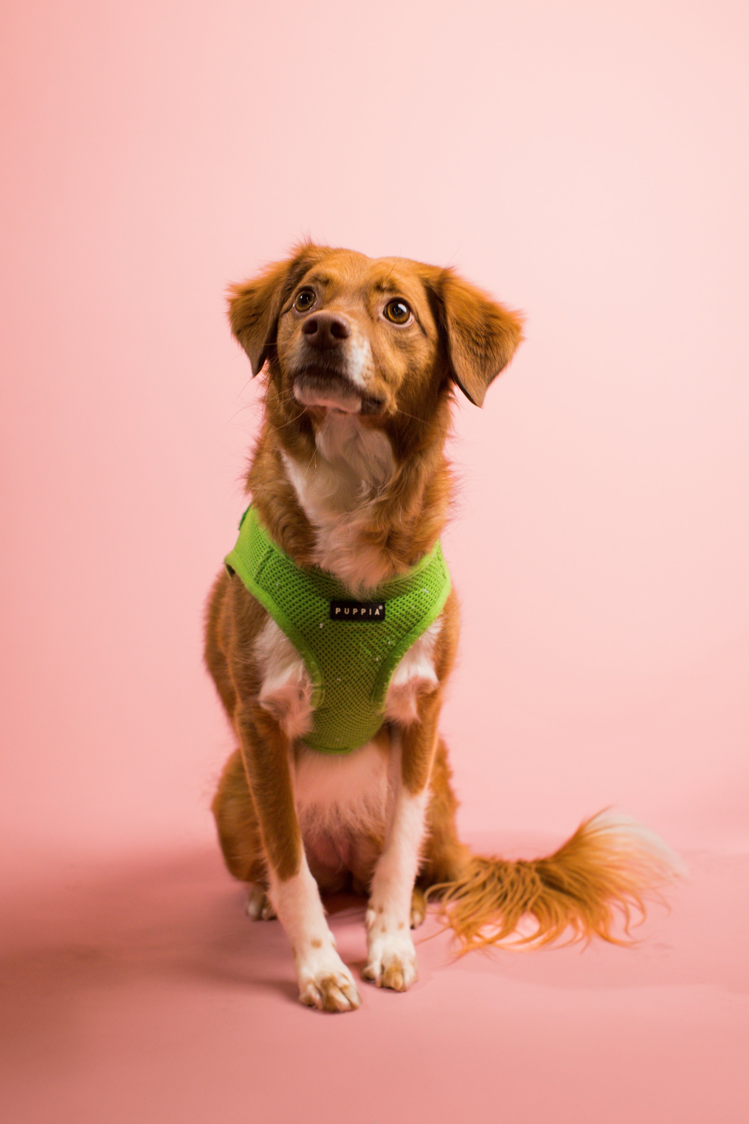 2025.02.23_A Place for Ace_Valentines-03.jpg