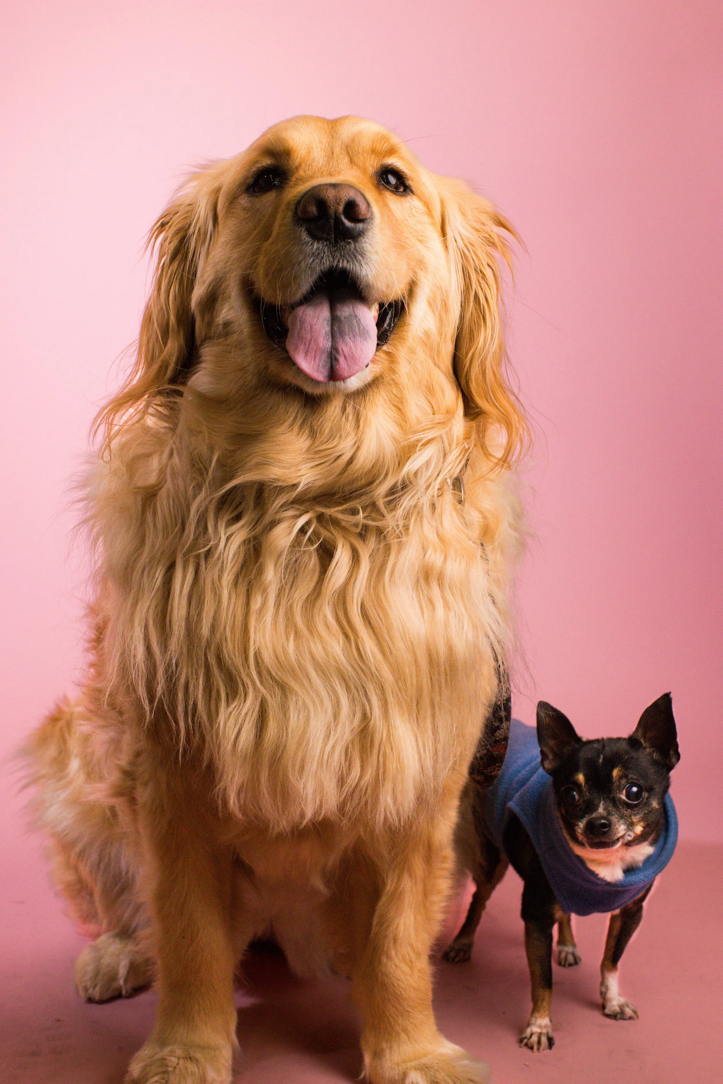 2025.02.23_A Place for Ace_Valentines-22.jpg