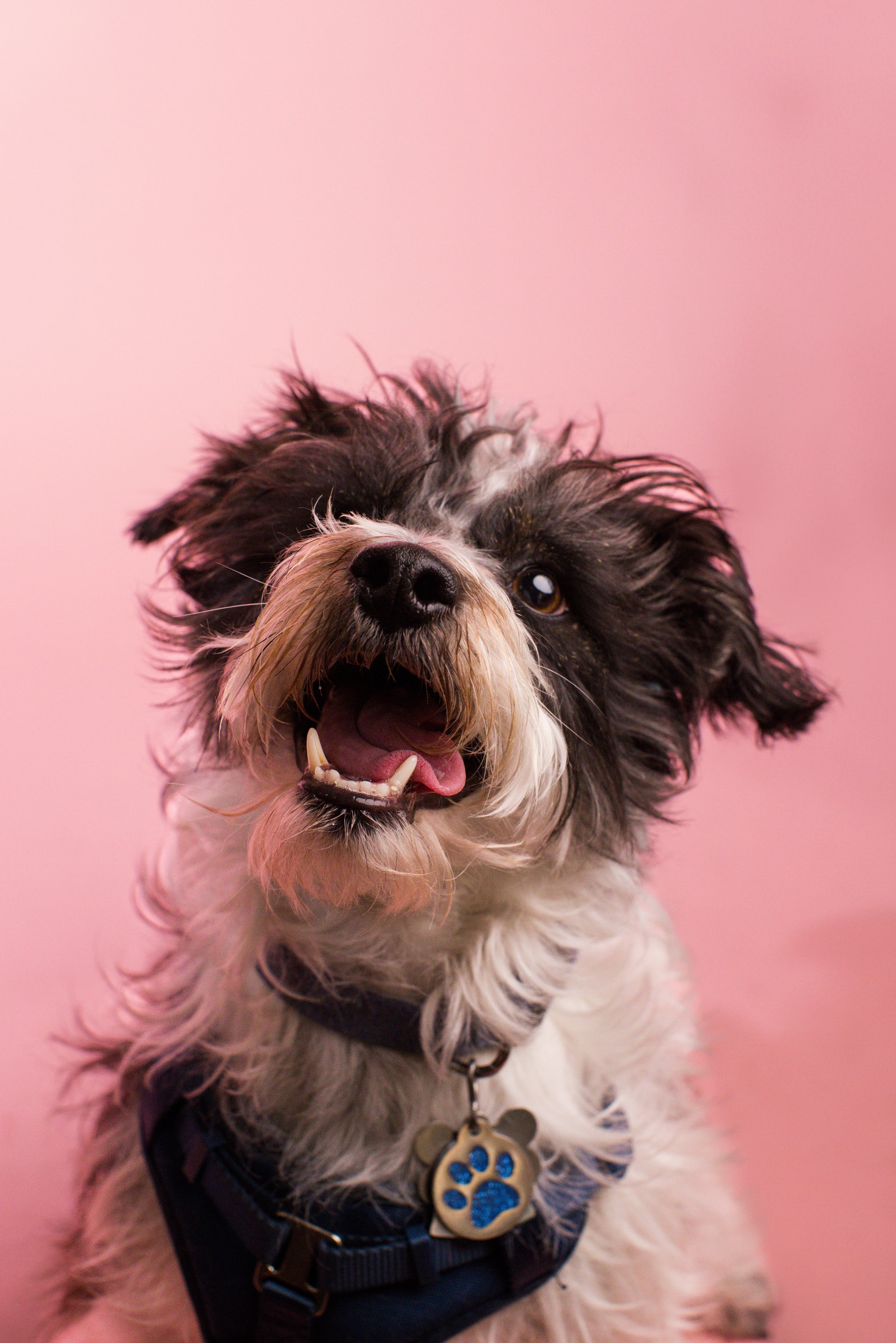 2025.02.23_A Place for Ace_Valentines-17.jpg