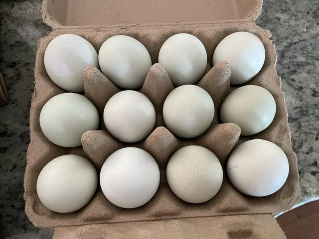 Ameraucana Hatch Eggs