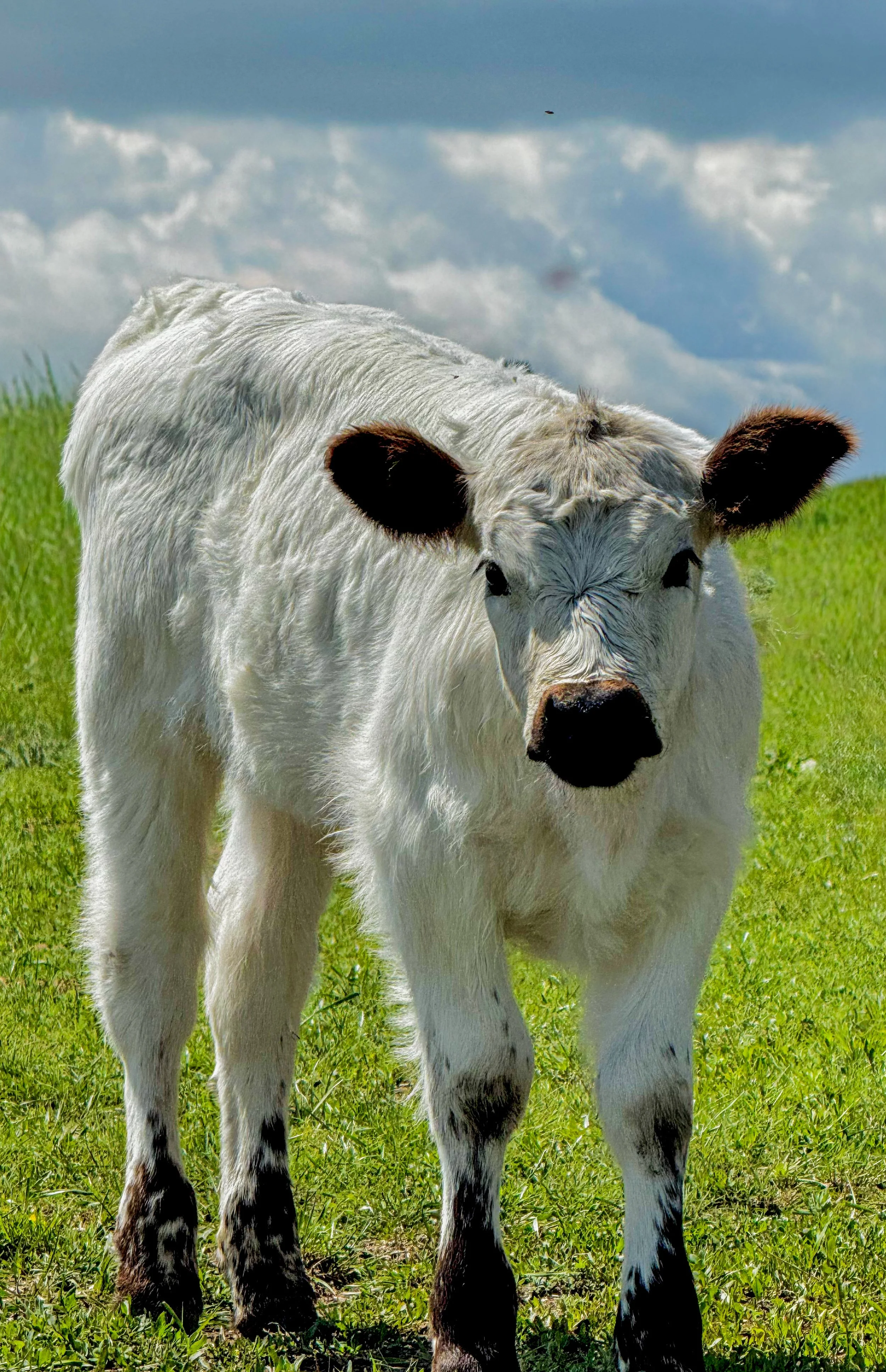 British White Calves