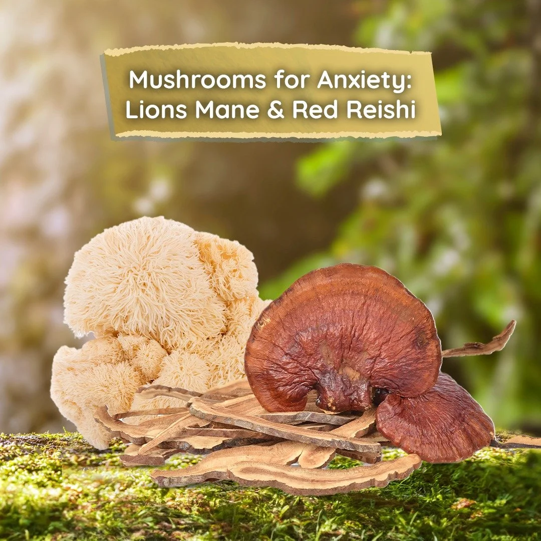 Discover the calming power of Red Reishi and Lion's Mane mushrooms! 🌿🍄 Find your peace and ease anxiety naturally with these amazing fungi