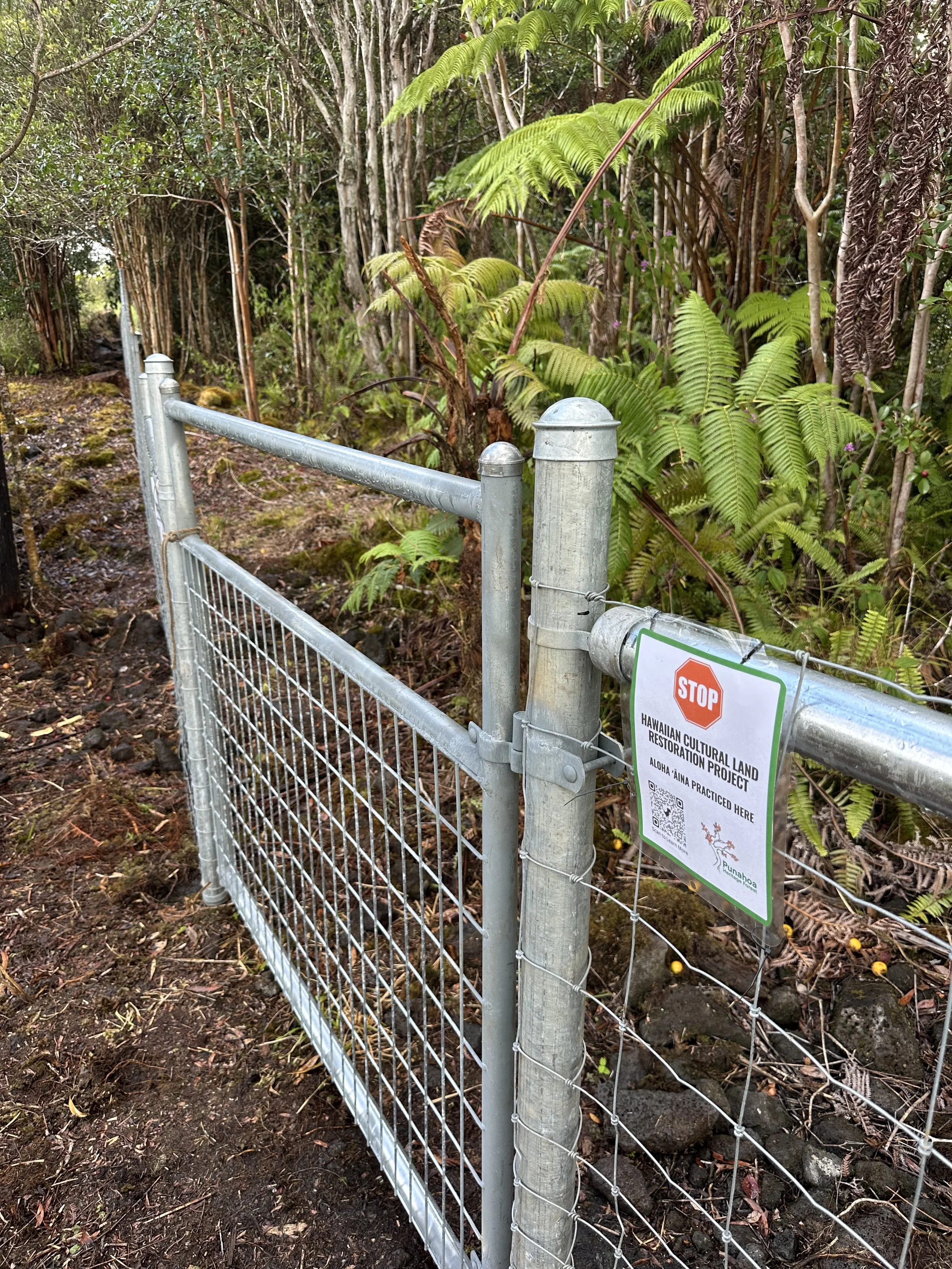 Safeguarding Punahoa: A New Fence for Forest Resilience