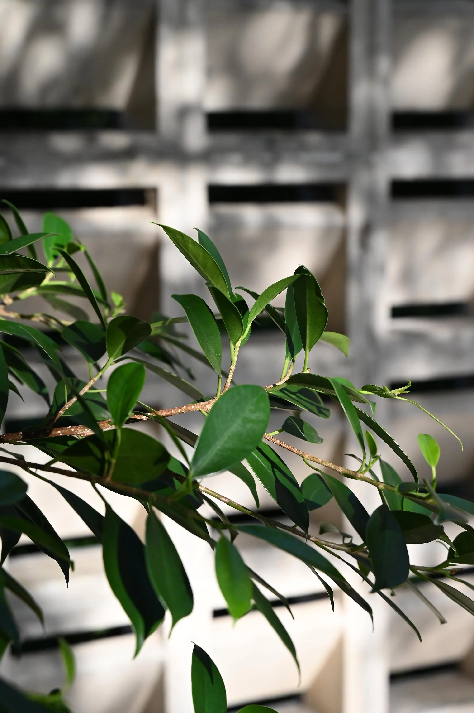 Close-up of green leaves on a branch in front of a metallic object with horizontal slots.
