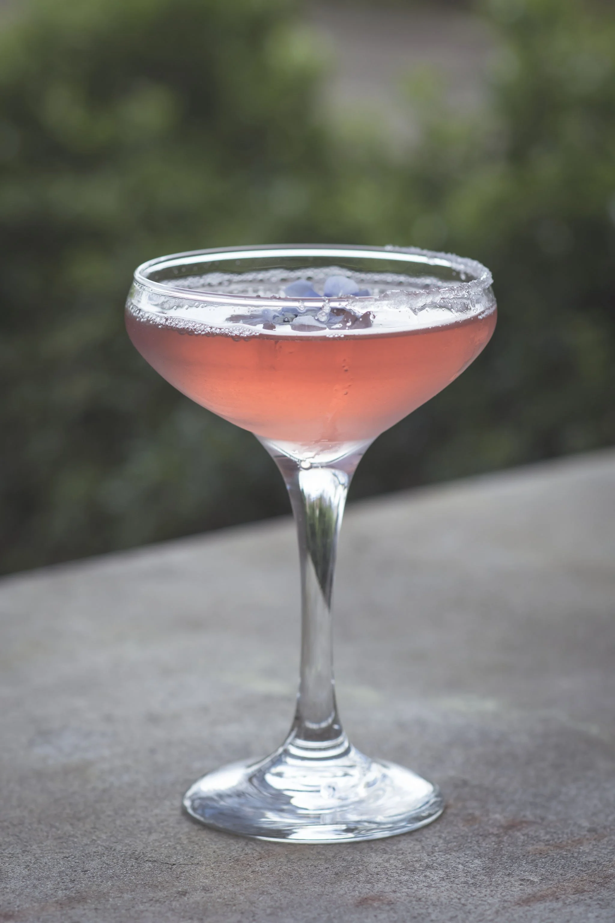 Elderflower Cosmo_04.JPG