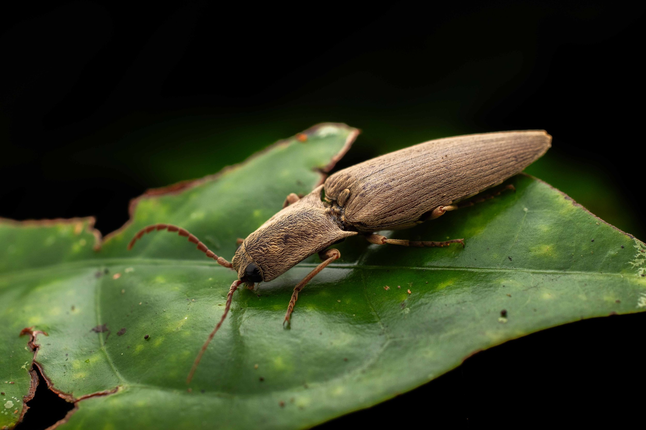 Click beetle.jpg
