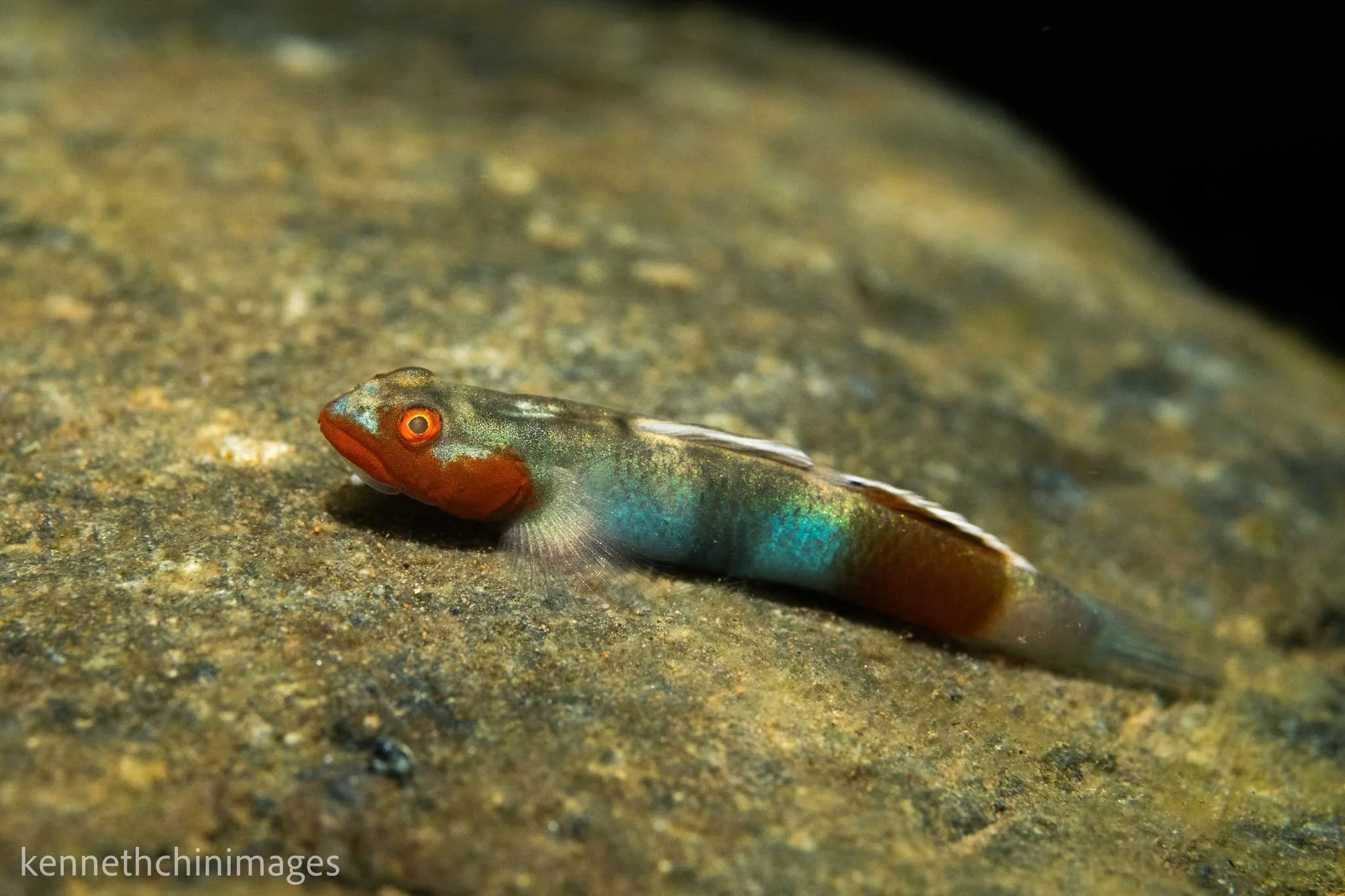 Lentipes palawanirufus male with very strong courting colors.jpg