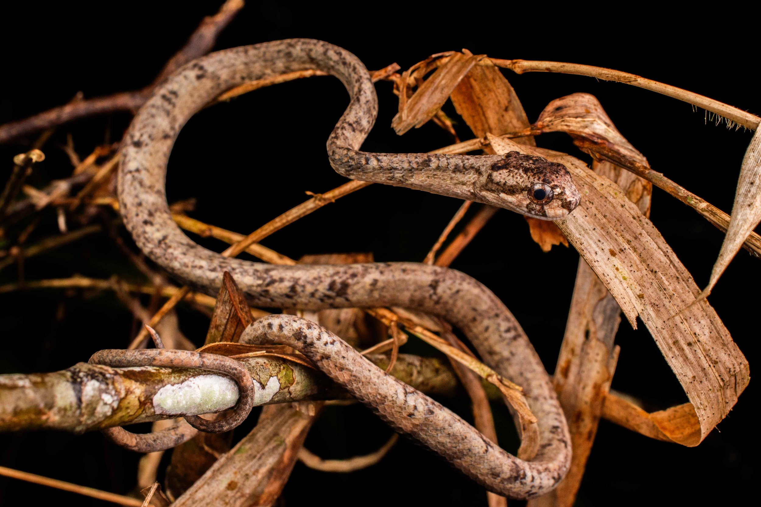Aplopeltura boa.jpg
