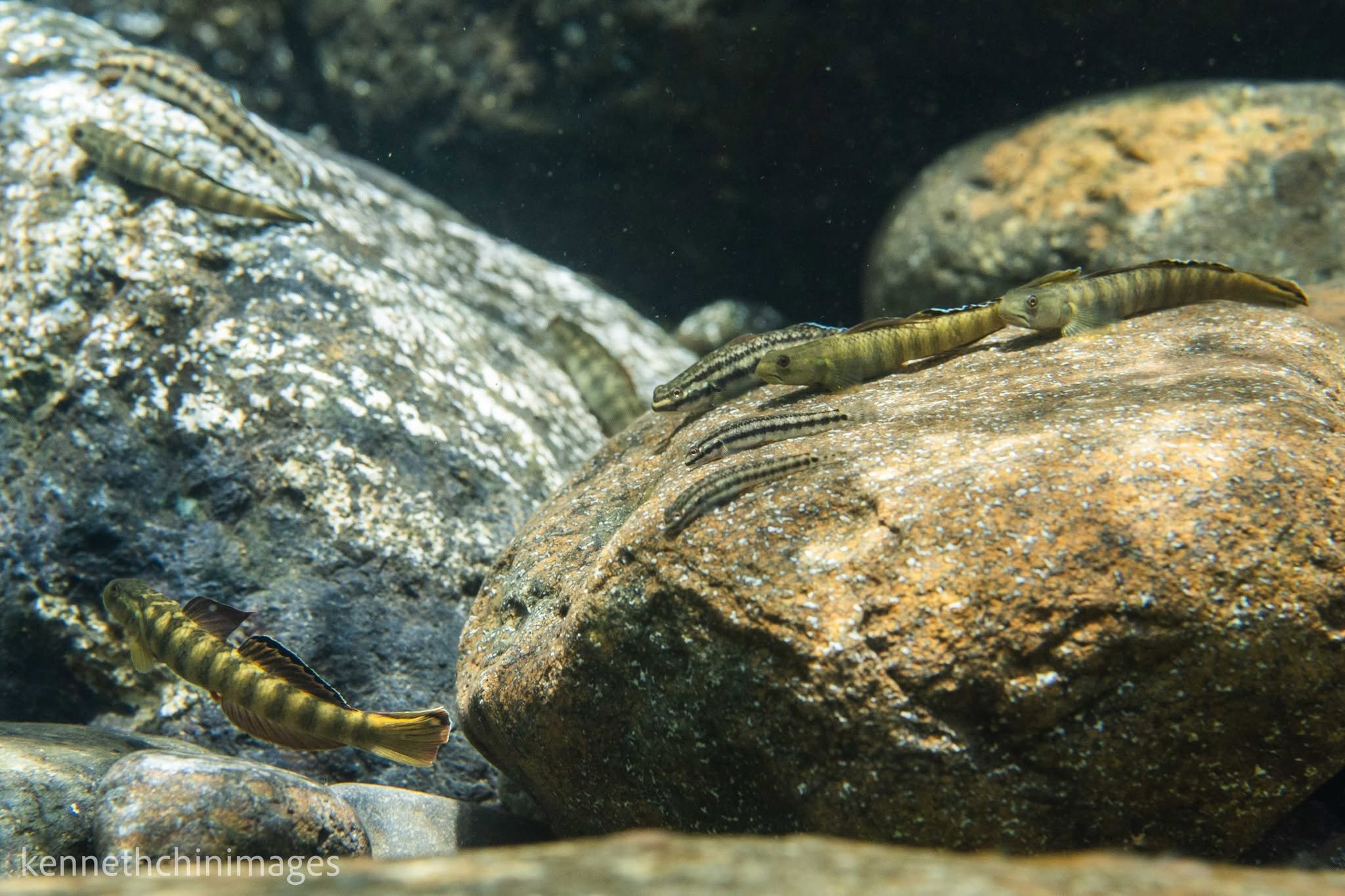 Stiphodon palawanensis.jpg