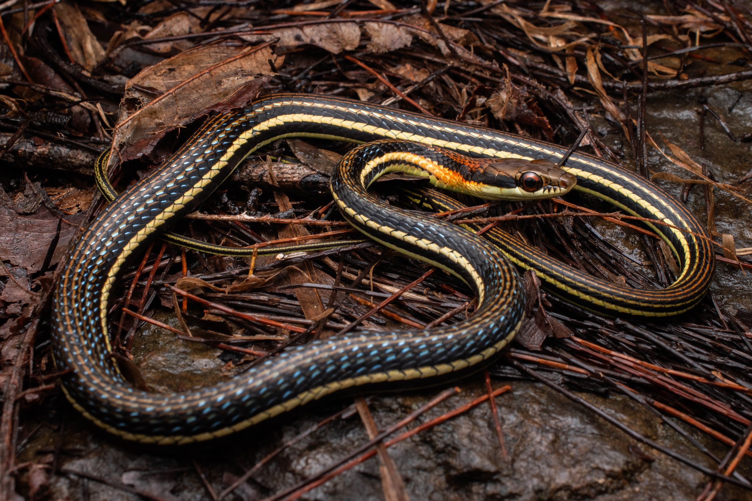 Dendrelaphis levitoni.jpg