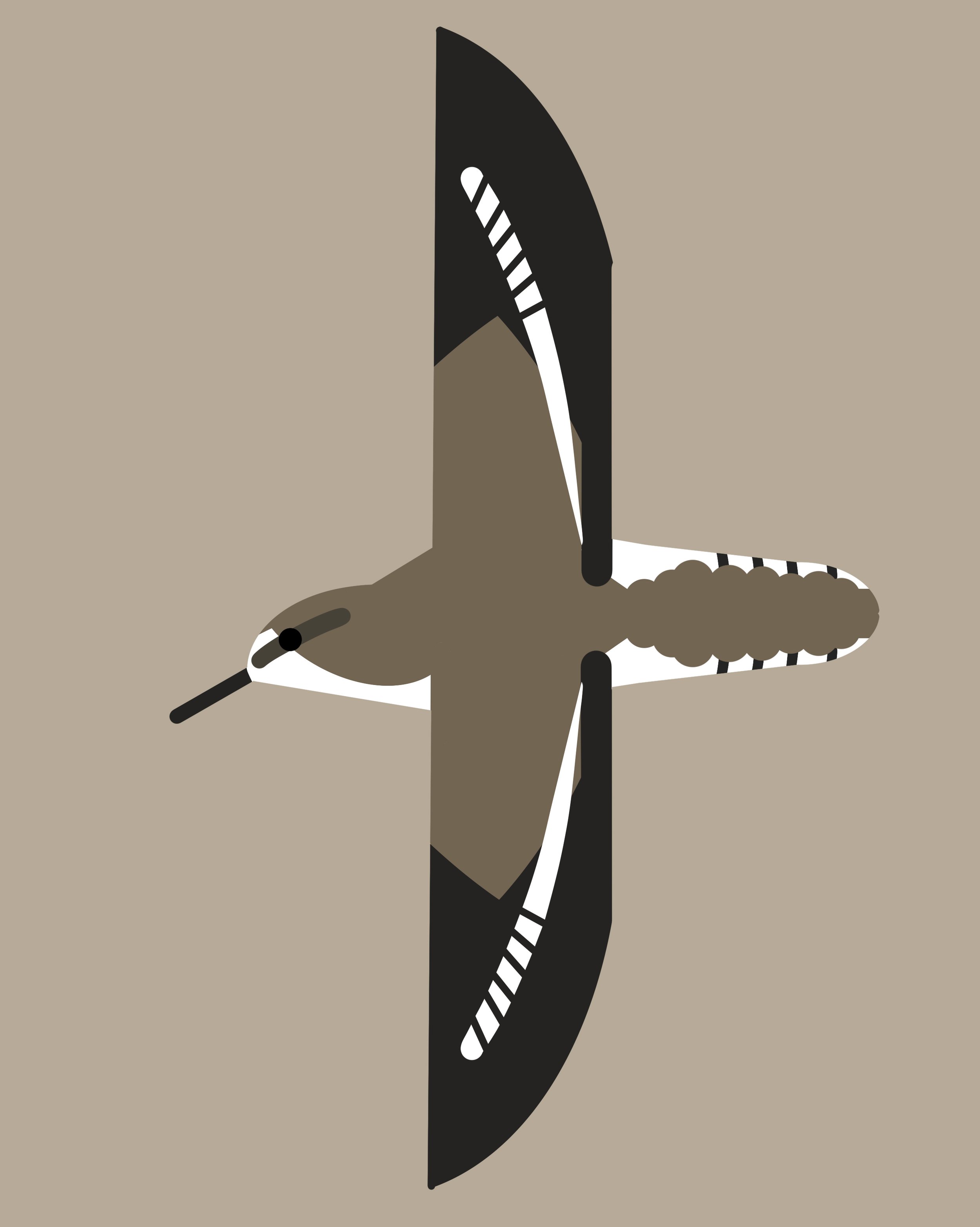 Common_Sandpiper copy.jpg