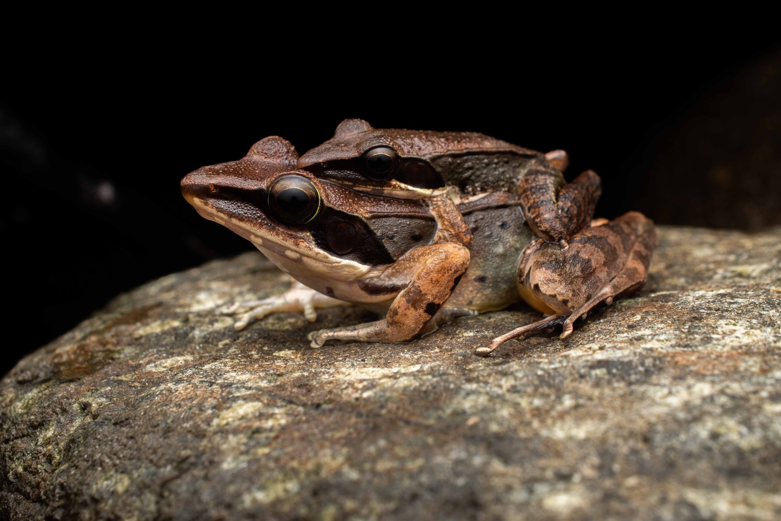 Sanguirana sanguinea.jpg