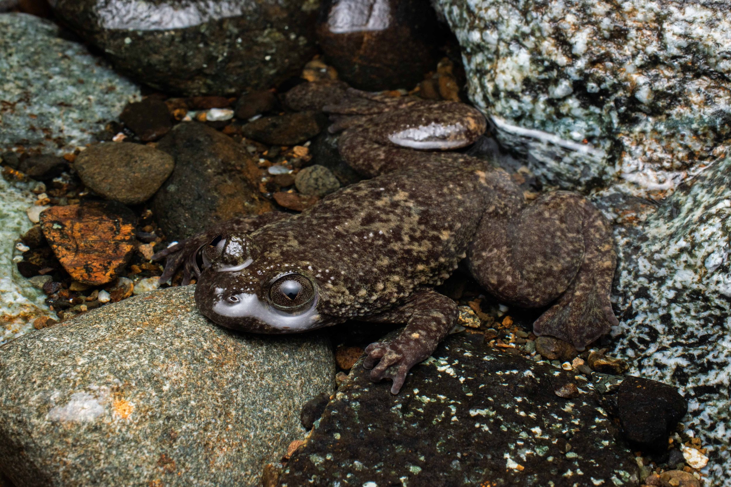 Barbourula busangensis2.jpg