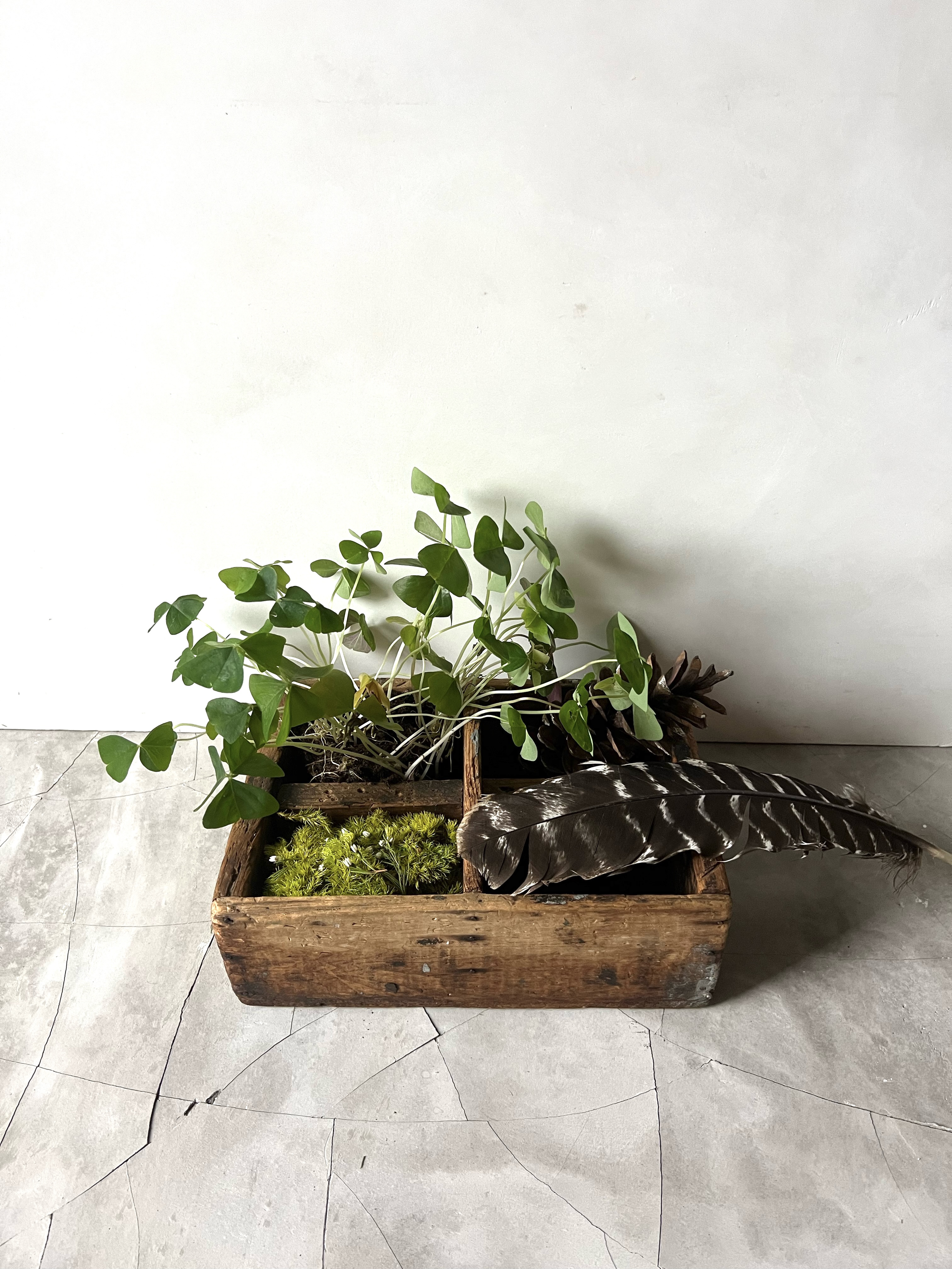 Plant styling Karen Ferries