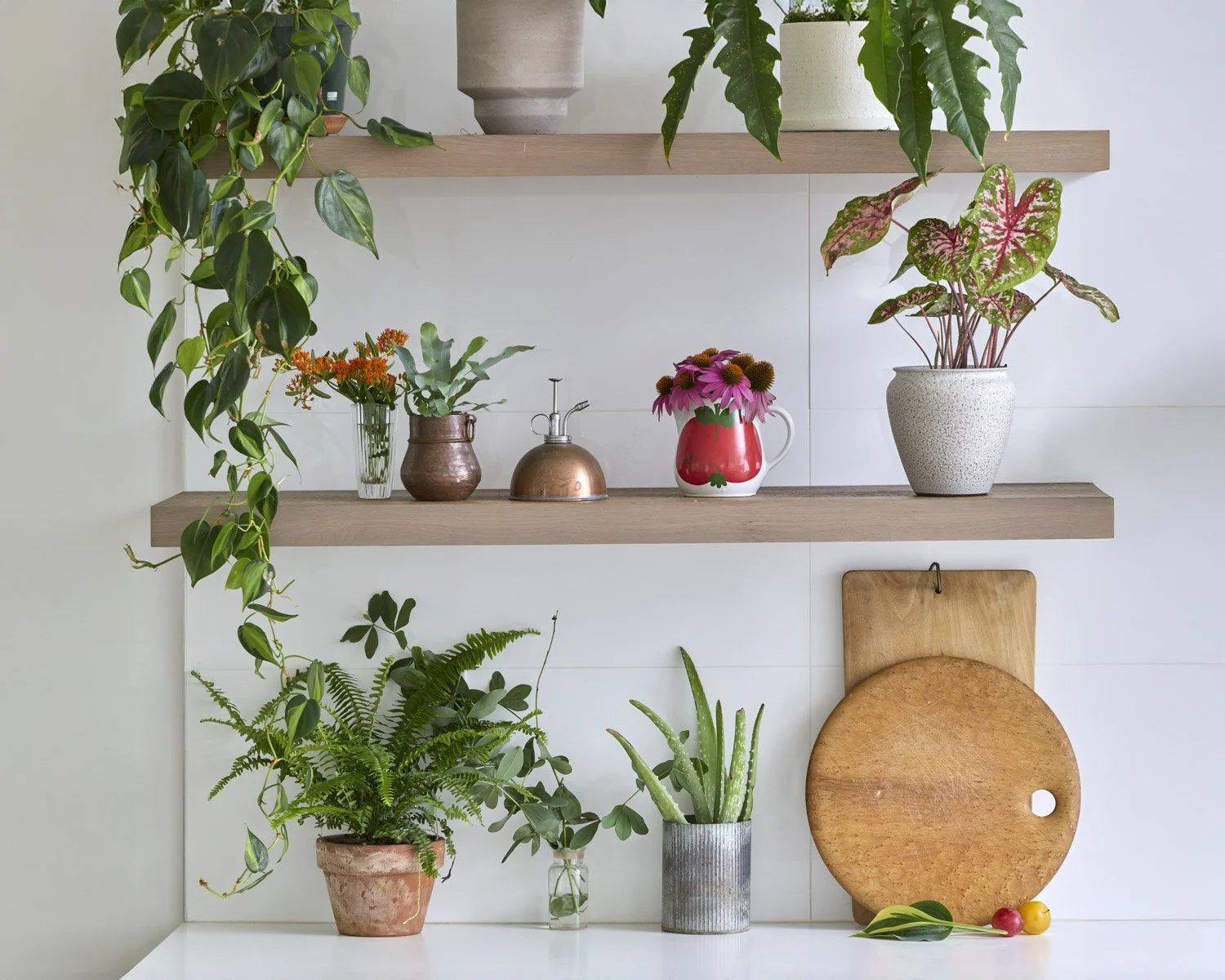 Plant and food styling Karen Ferries