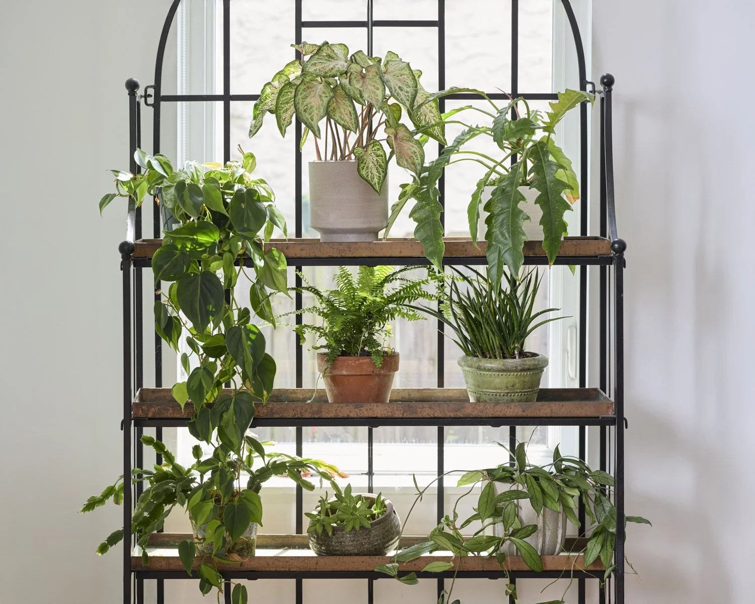 Plant and prop styling Karen Ferries