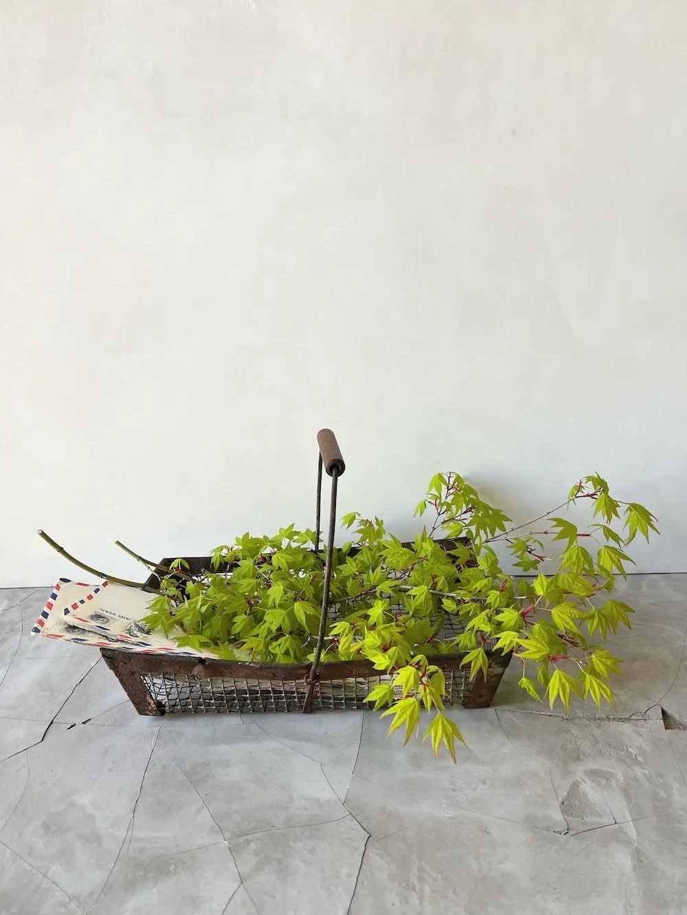 Plant styling Karen Ferries