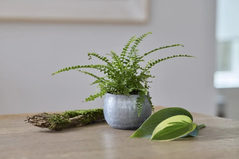 Plant and prop styling Karen Ferries